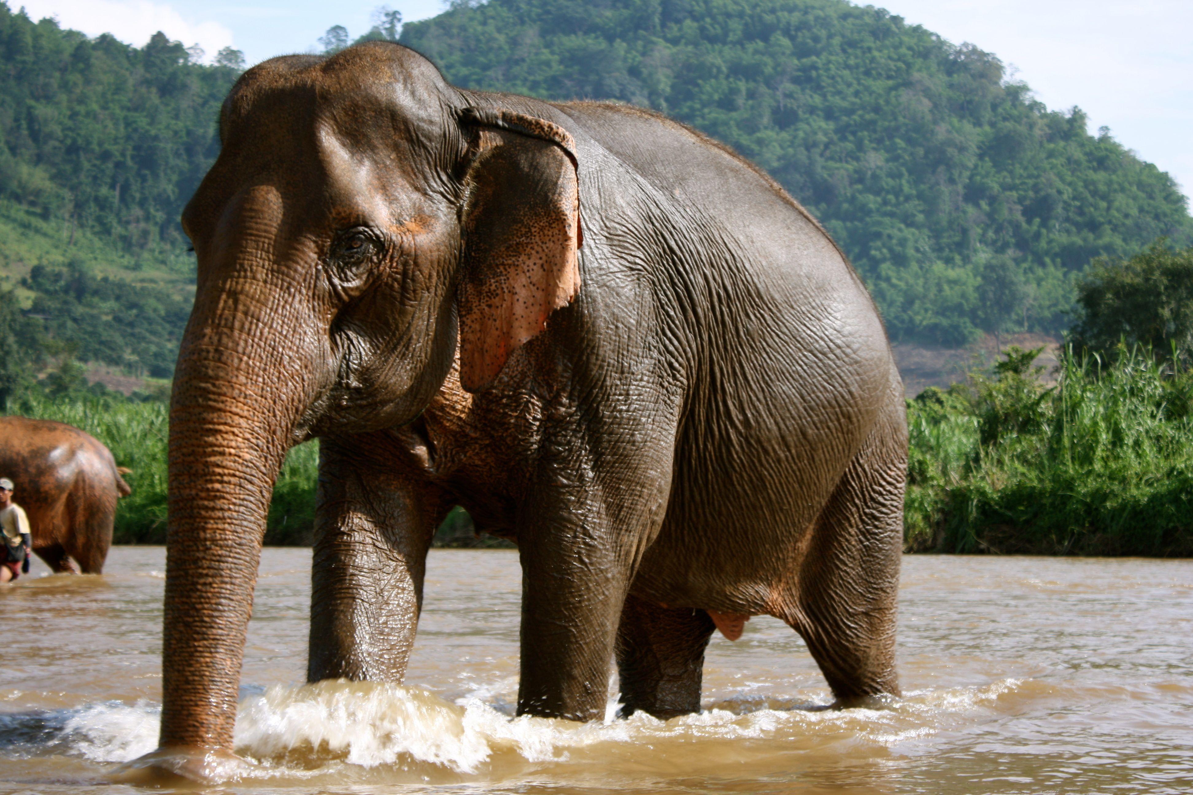 3888x2592 Free download Elephant bathing in the resort of Chiang Rai