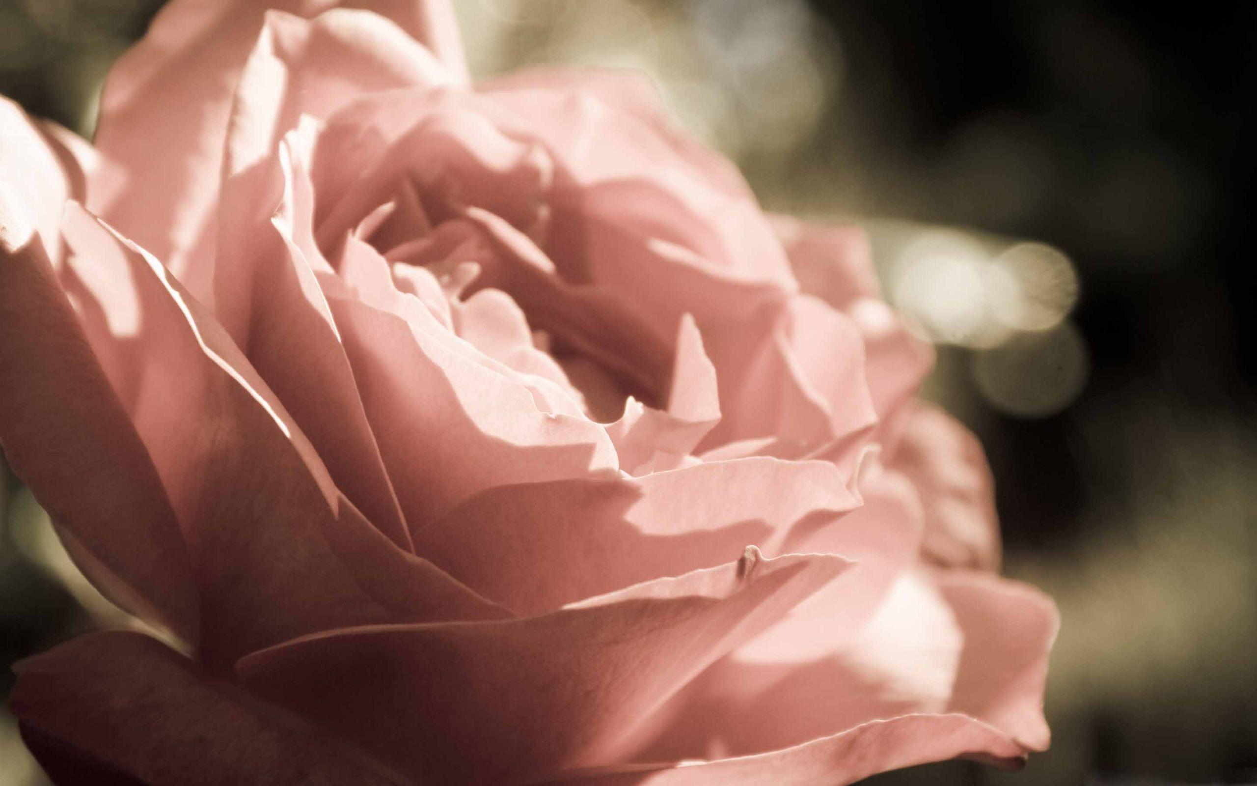2560x1600 Peach Rose Mac Wallpaper Download