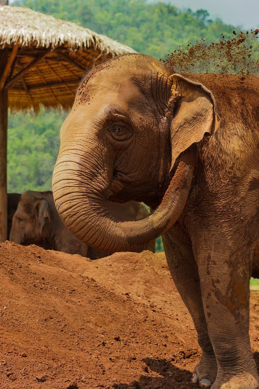 1000x1500 Thailand Elephant Picture. Download Free Image