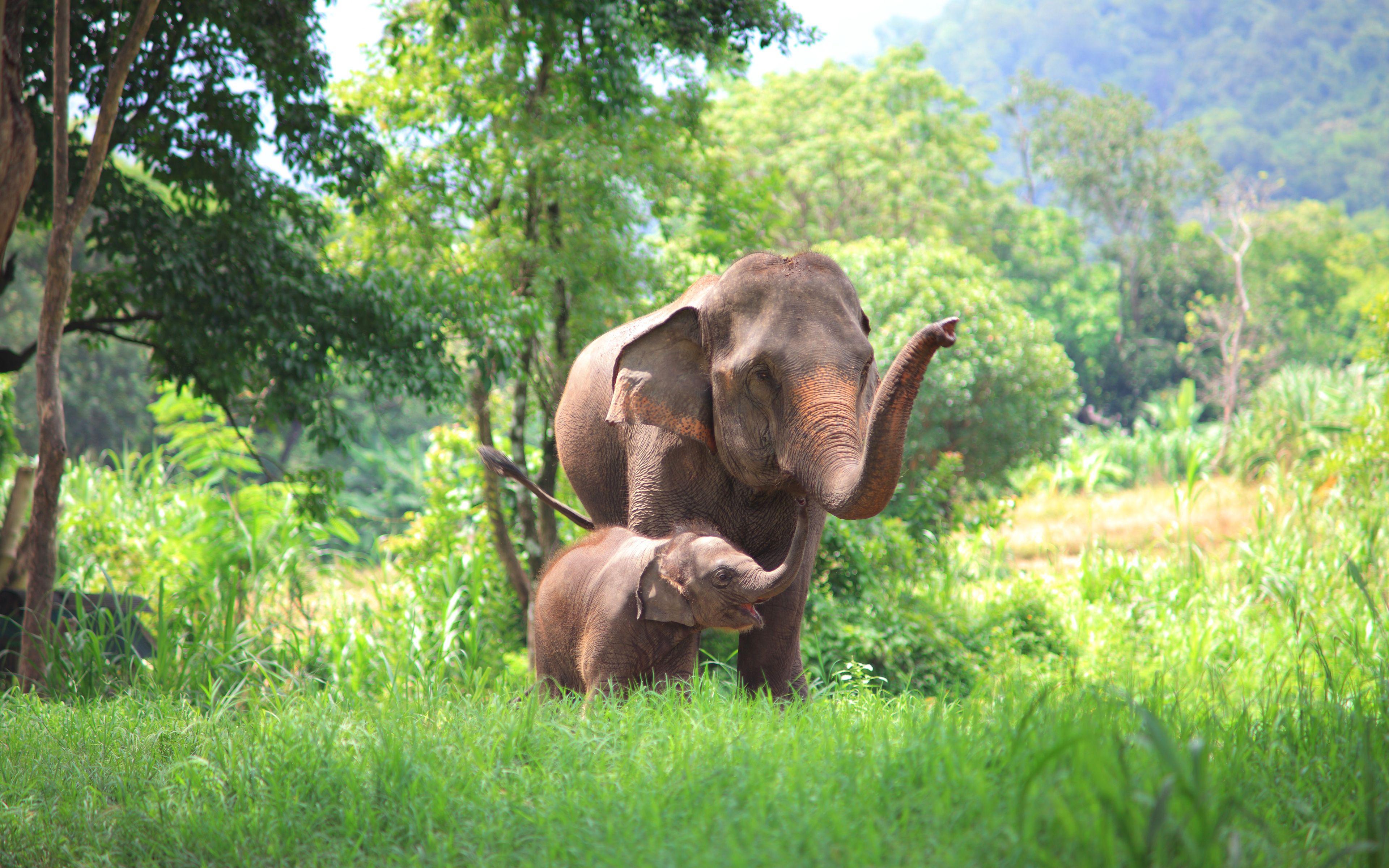 3840x2400 Download wallpaper Thailand, 4k, elephants, wildlife, mother