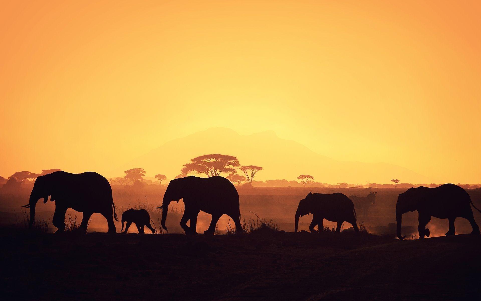 1920x1200 Elephant Desktop Wallpaper