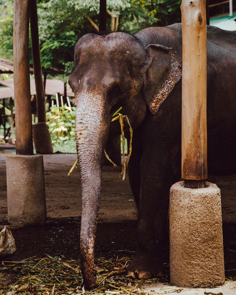1000x1250 Thailand Elephant Picture. Download Free Image