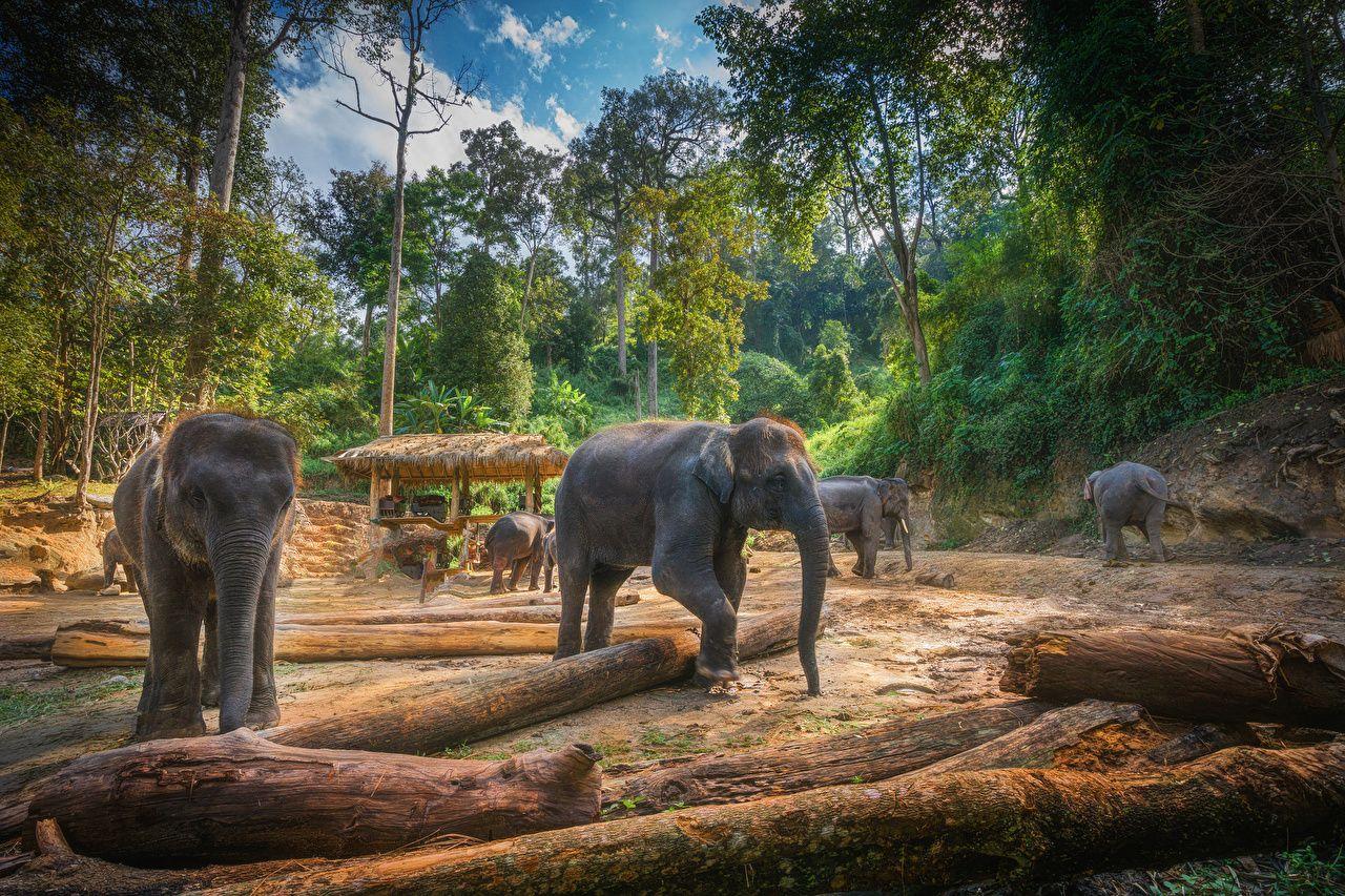 1280x853 Picture Elephants Thailand Chiang Mai HDRI Nature Animals