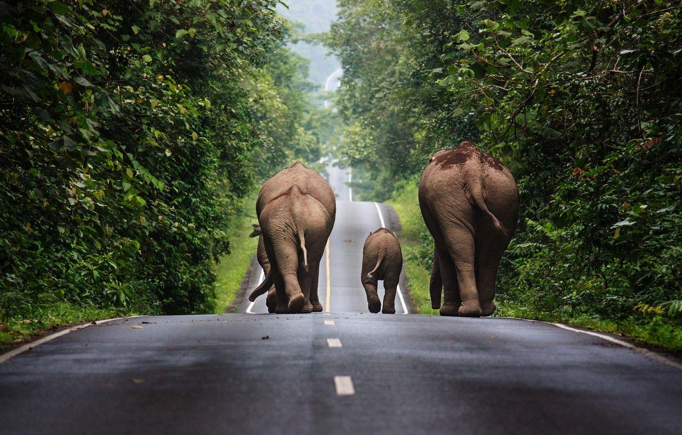 1332x850 Wallpaper trees, track, Thailand, elephants, traffic image