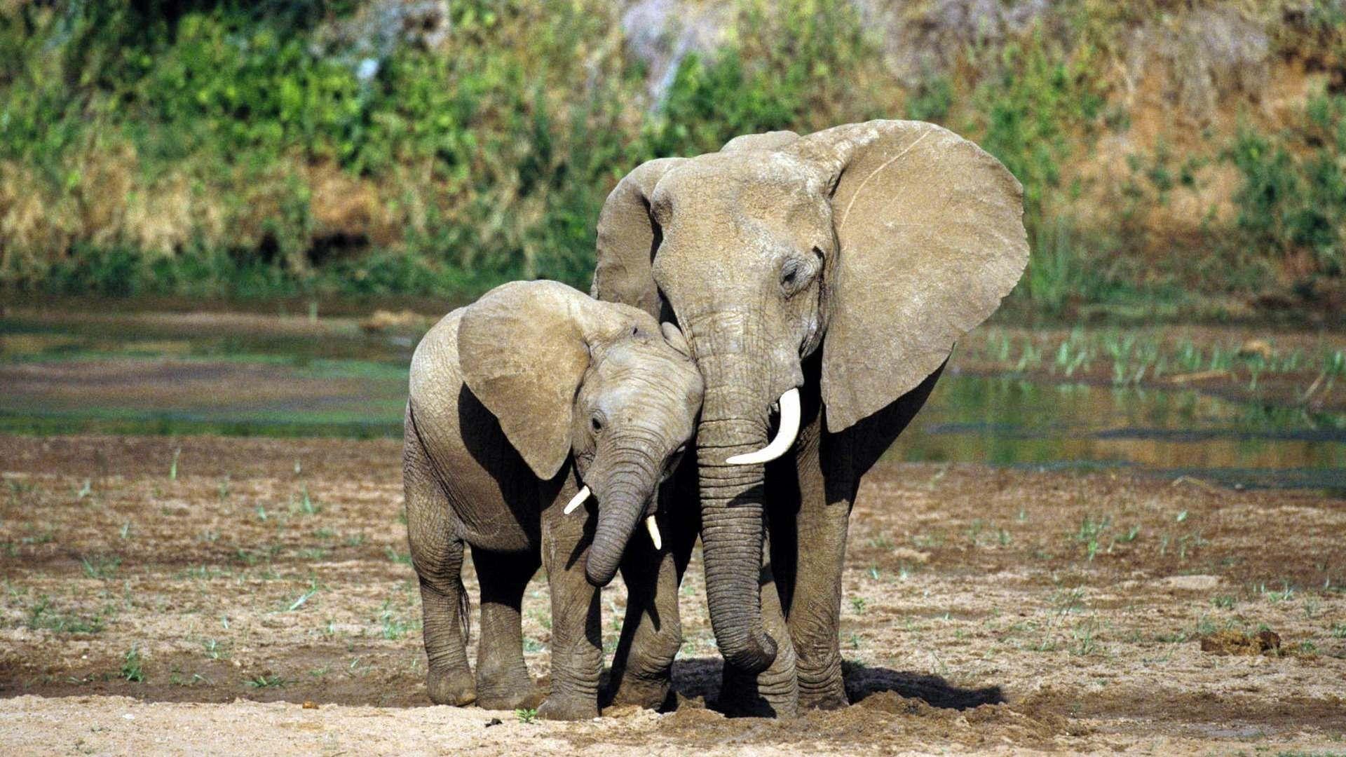 1920x1080 Background Wallpaper HD Elephant