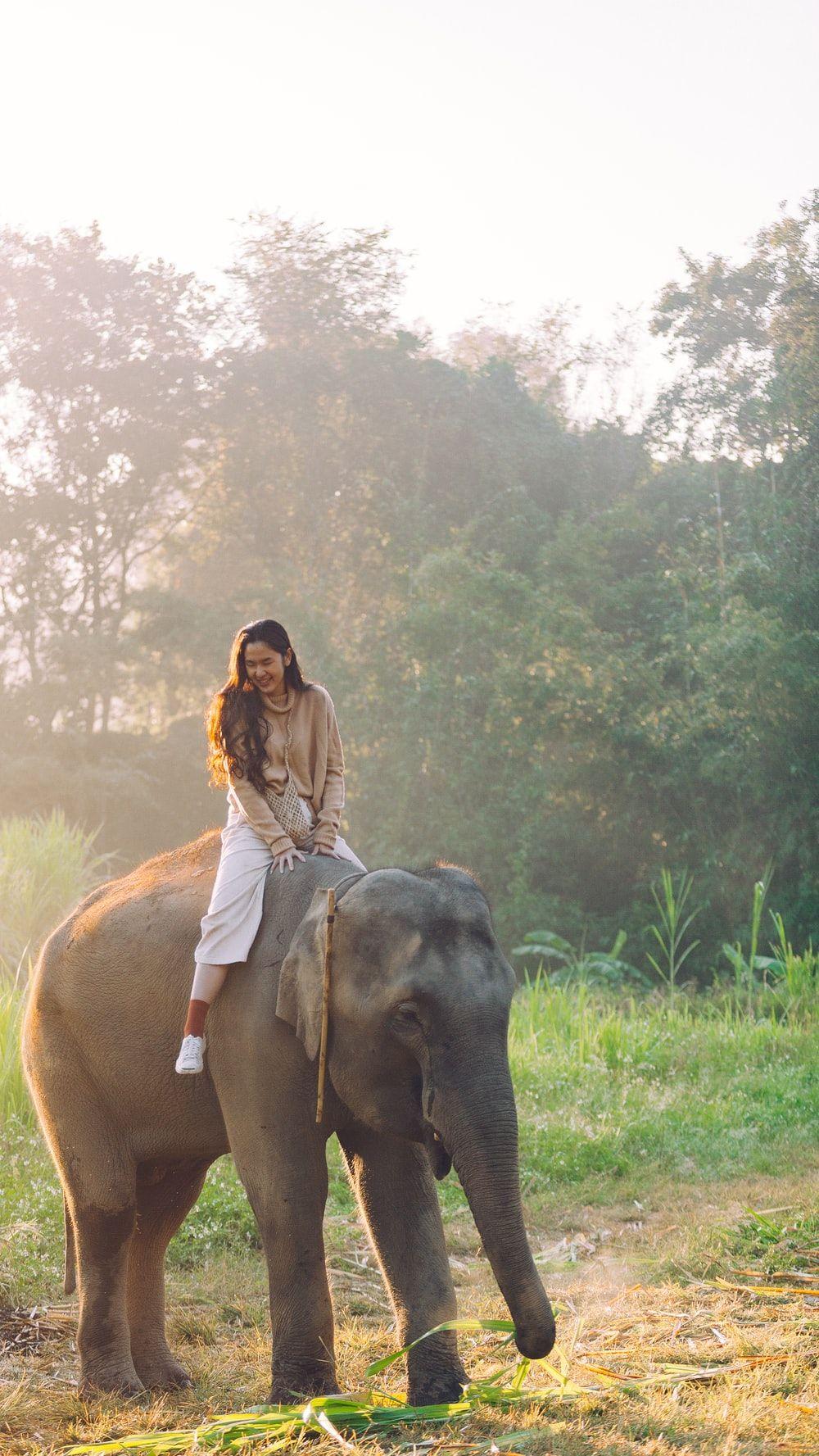 1000x1777 Thailand Elephant Picture. Download Free Image