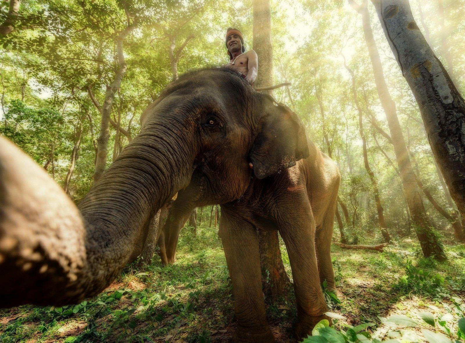 1600x1181 elephant, Animals, Thailand Wallpaper HD / Desktop and Mobile