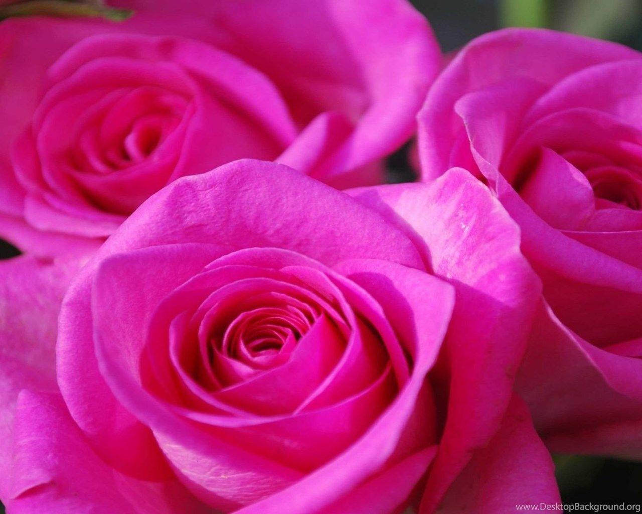 Pink Rose Wallpapers - Top Free Pink Rose Backgrounds - WallpaperAccess