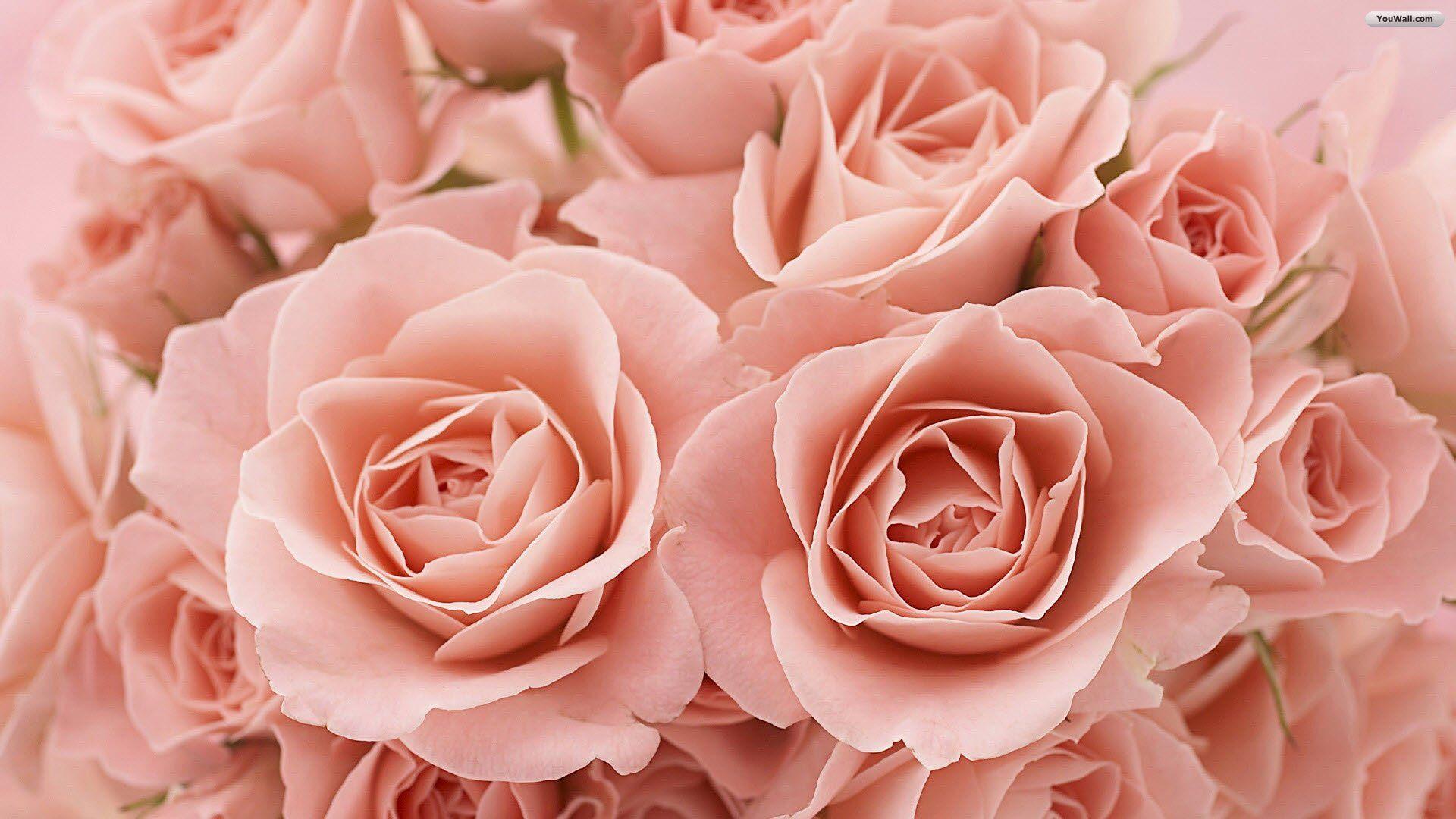1920x1080 Free Pink Rose Wallpaper at Landscape Monodomo