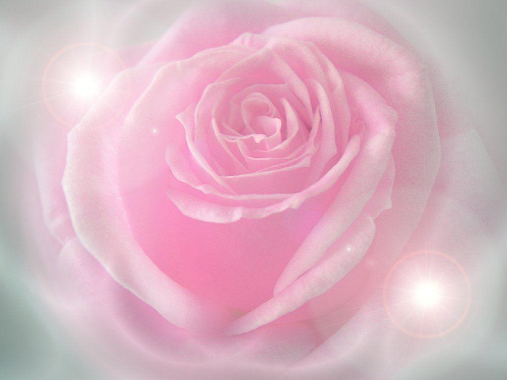 1024x768 Pink Rose Background