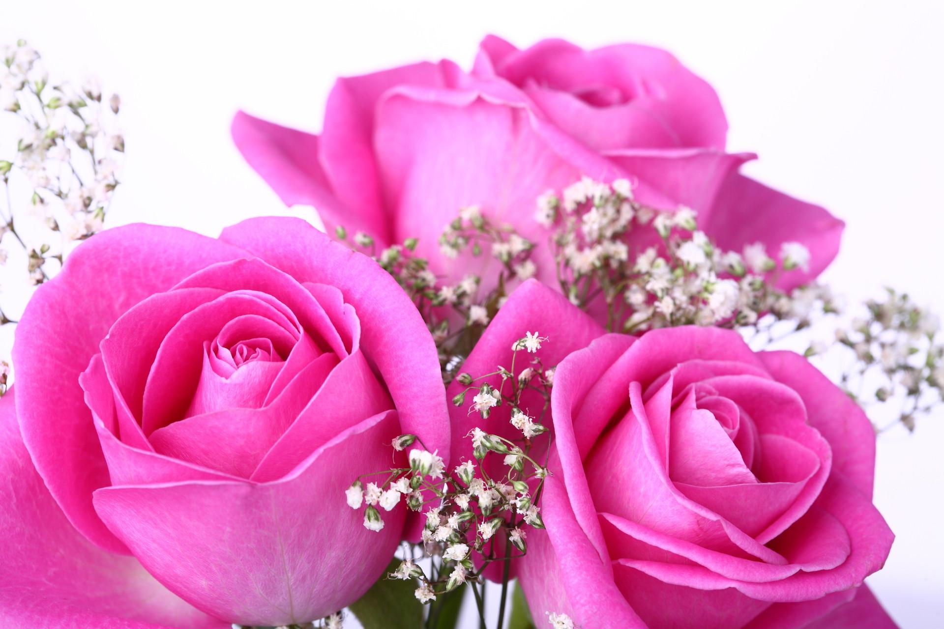 1920x1280 Free Pink Rose Wallpaper (1920x 1488.54 Kb)