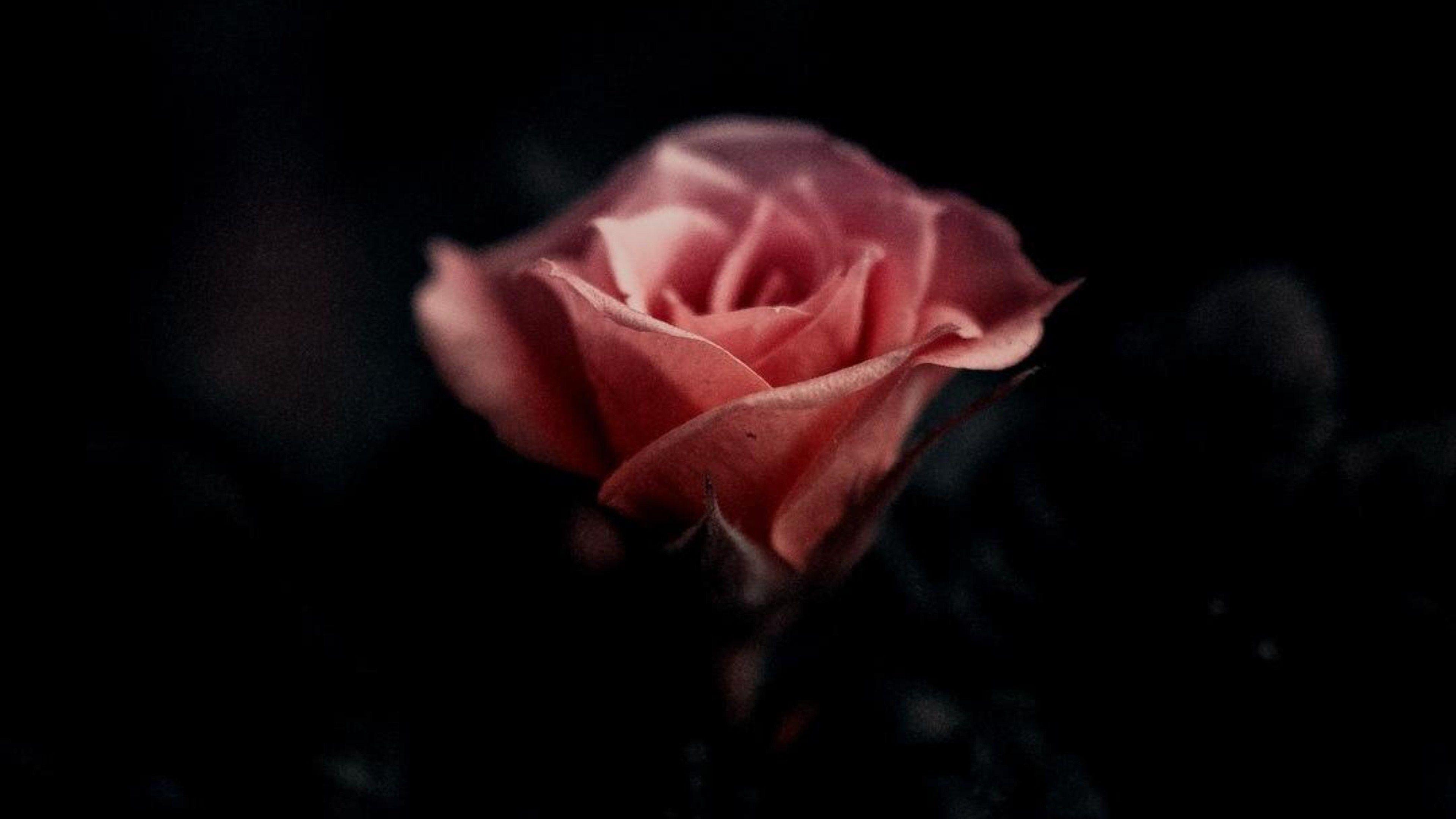 3840x2160 Single Pink Rose Wallpaper 42321