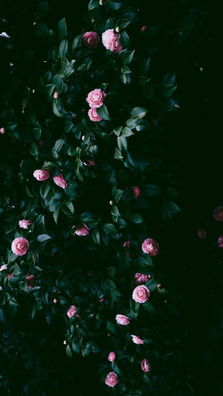 736x1309 pink rose wallpaper HD iphone لم يسبق له مثيل الصور + tier3.xyz