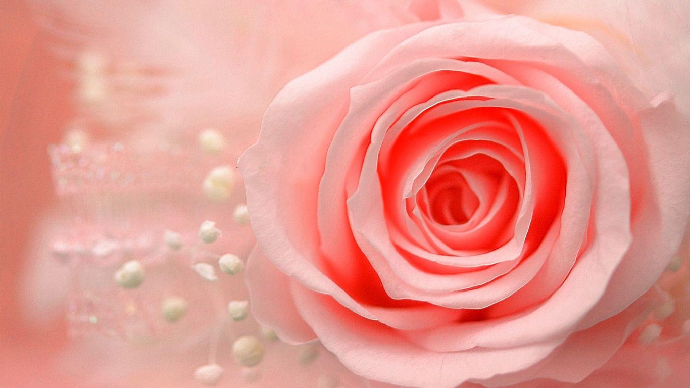 1366x768 Awesome Full HD Single Pink Rose Wallpaper wallpaper