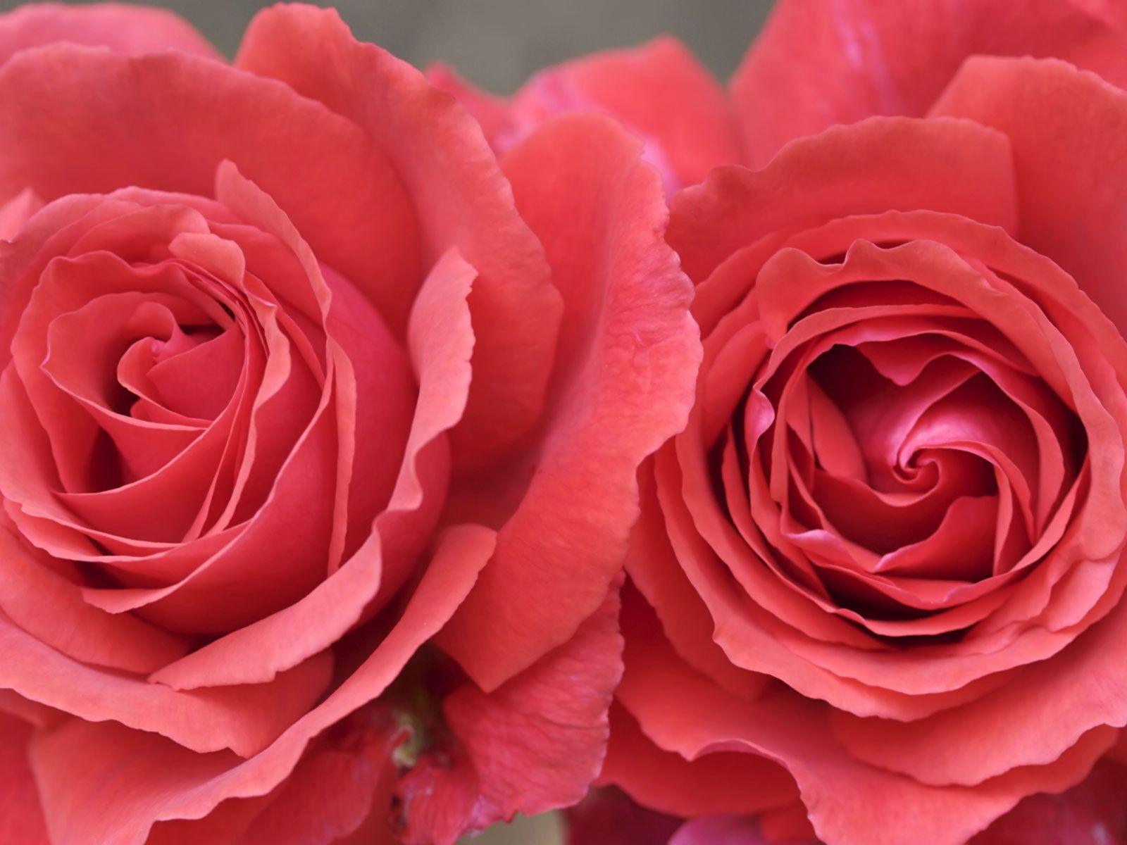1600x1200 Roses Wallpaper. Pretty Roses Wallpaper