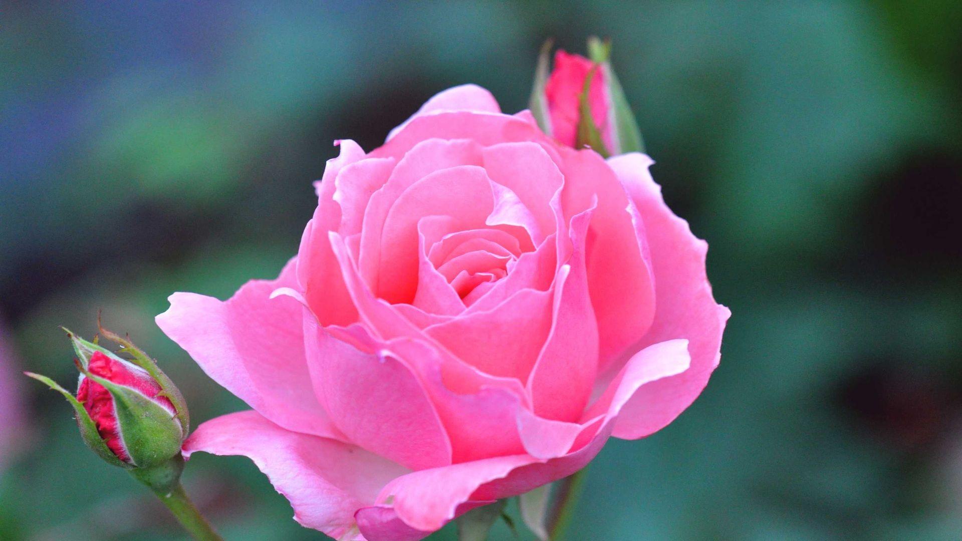 1920x1080 Pink & Rose Themes + What Each Shade of Pink Means!
