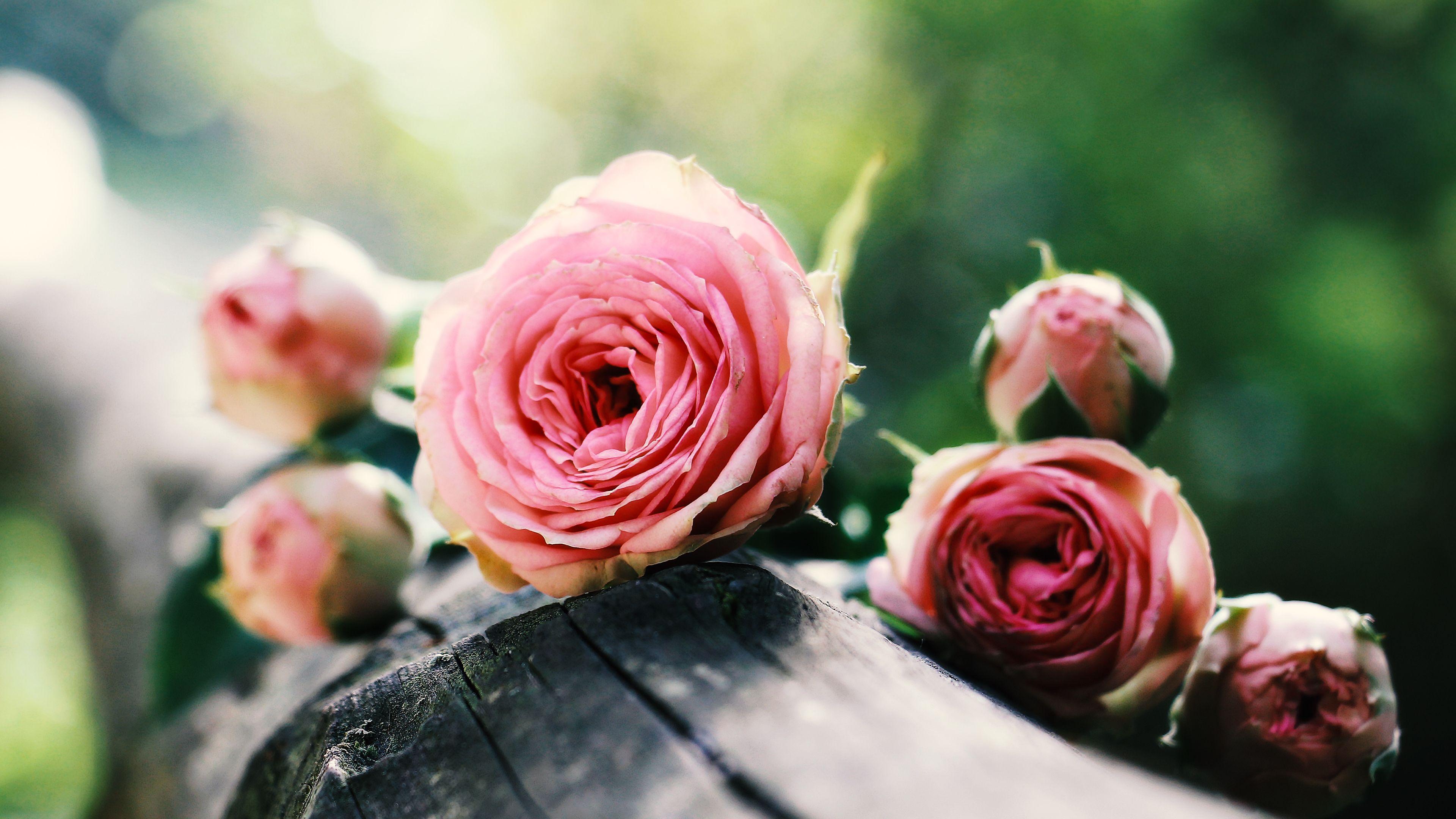 3840x2160 Pink Roses Chromebook Wallpaper