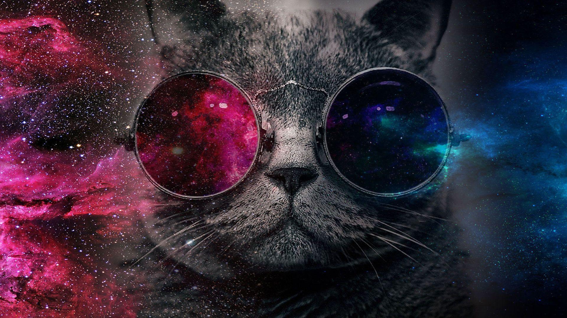1920x1080 Cat With Glasses Wallpaper