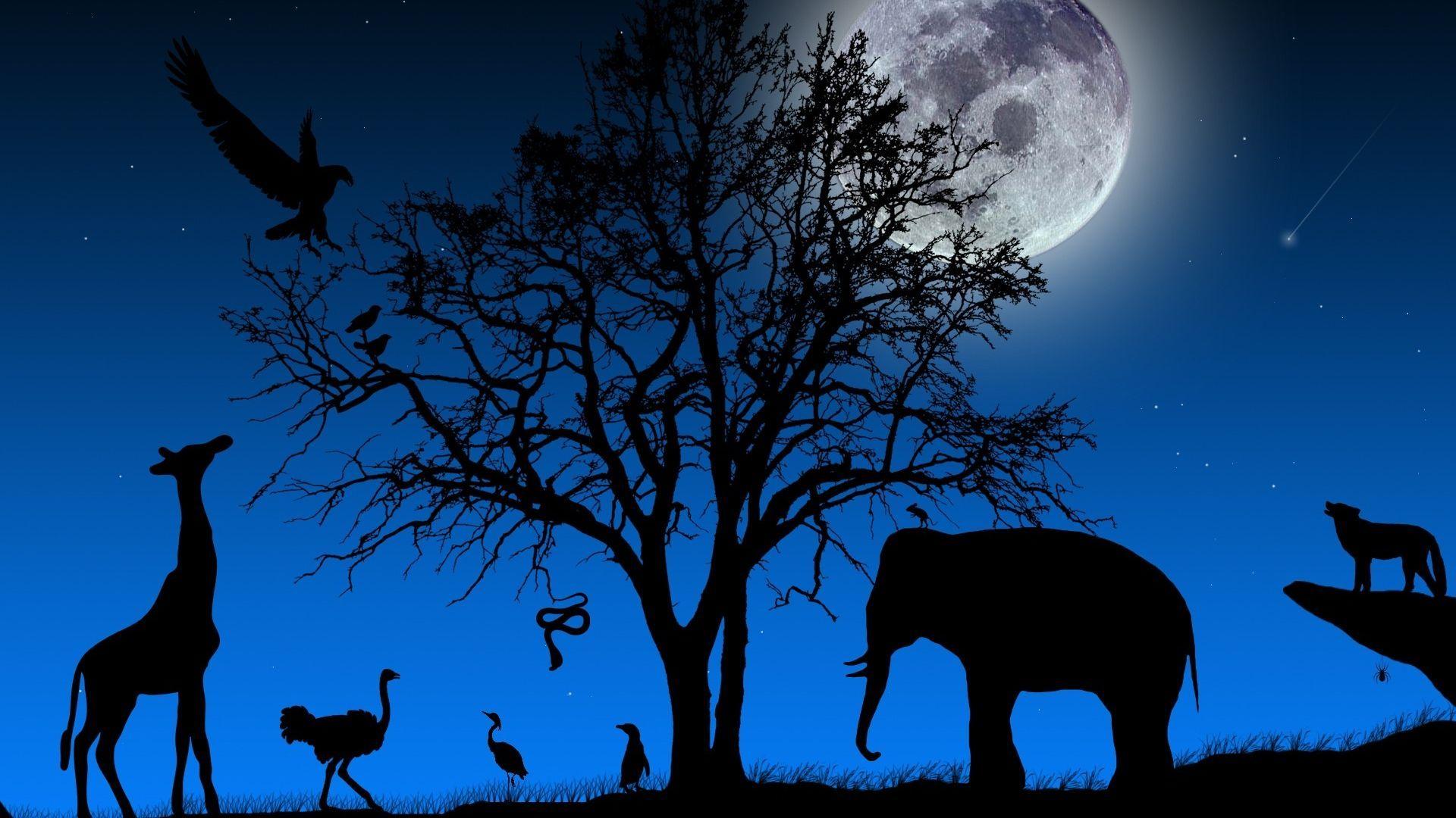 1920x1080 African, Animals, Landscapes, Night, Wallpaper. Animals matter