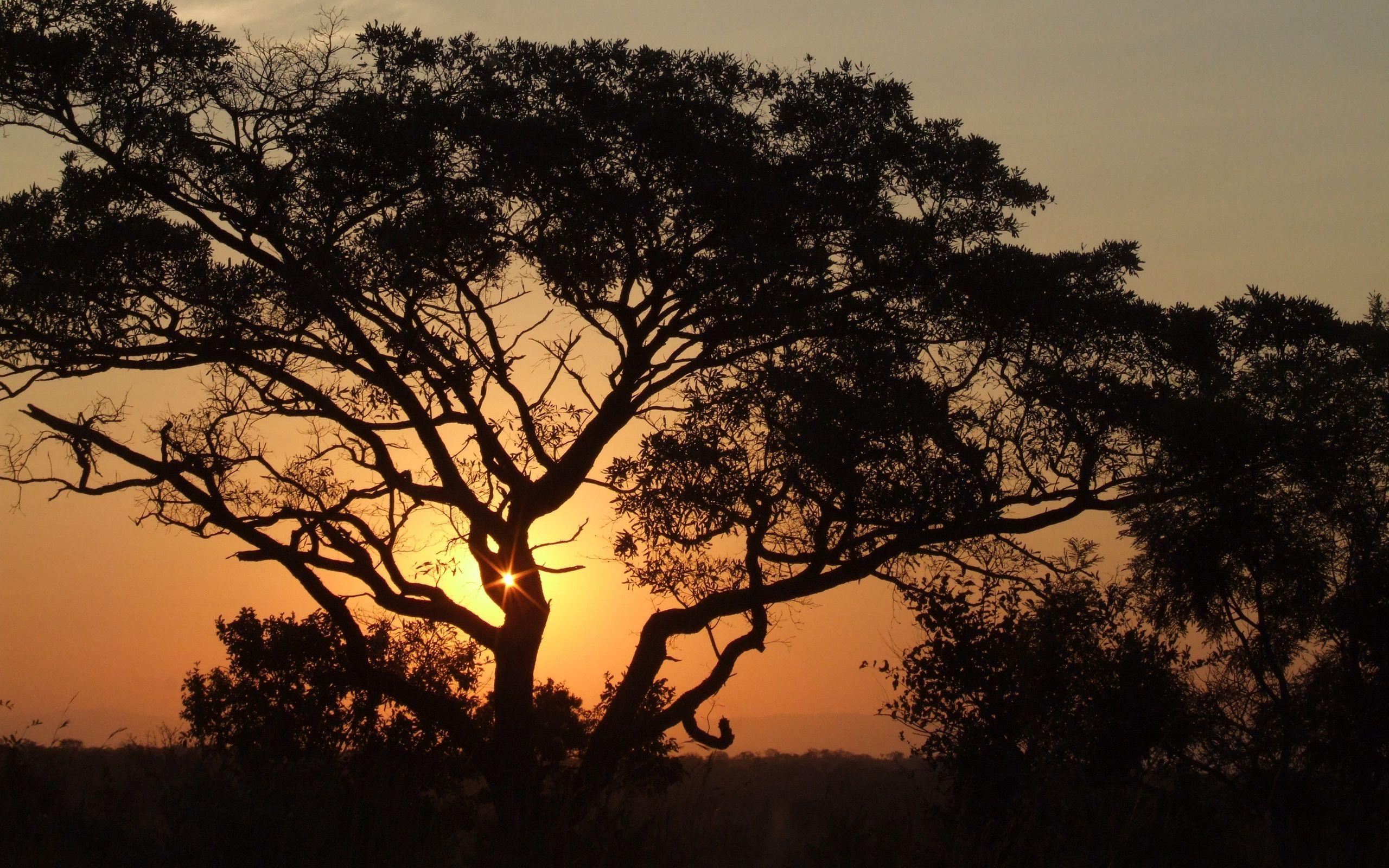 2560x1600 Download wallpaper 2560x1600 africa, sunset, trees, night