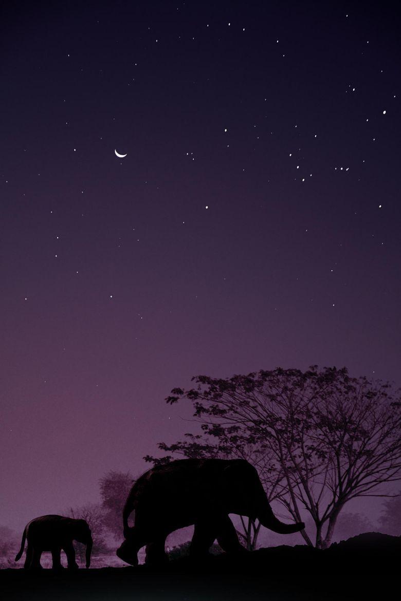 780x1170 Dreamland. Elephant wallpaper, Night skies, Elephant