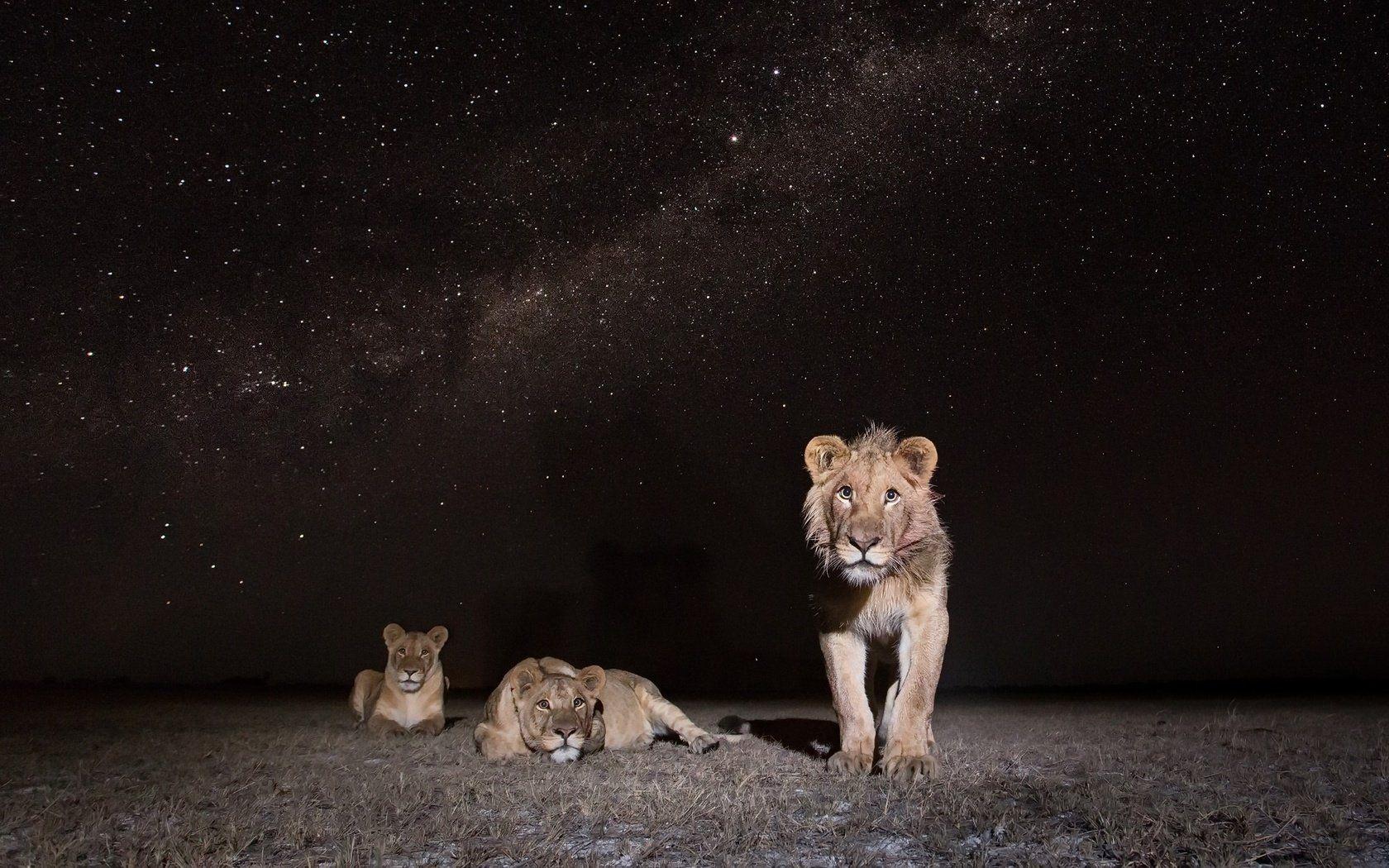 1680x1050 Wallpaper download night, nature, africa, lions, leo resolution