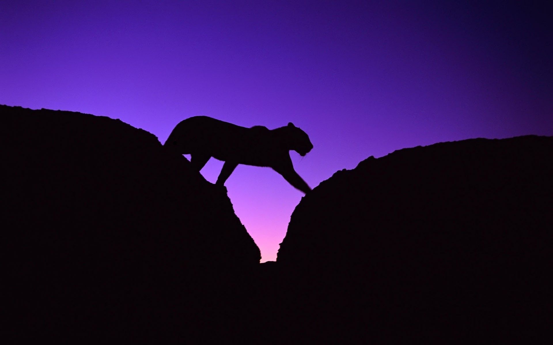 1920x1200 night, Animals, Silhouettes, African, Leopards Wallpaper HD