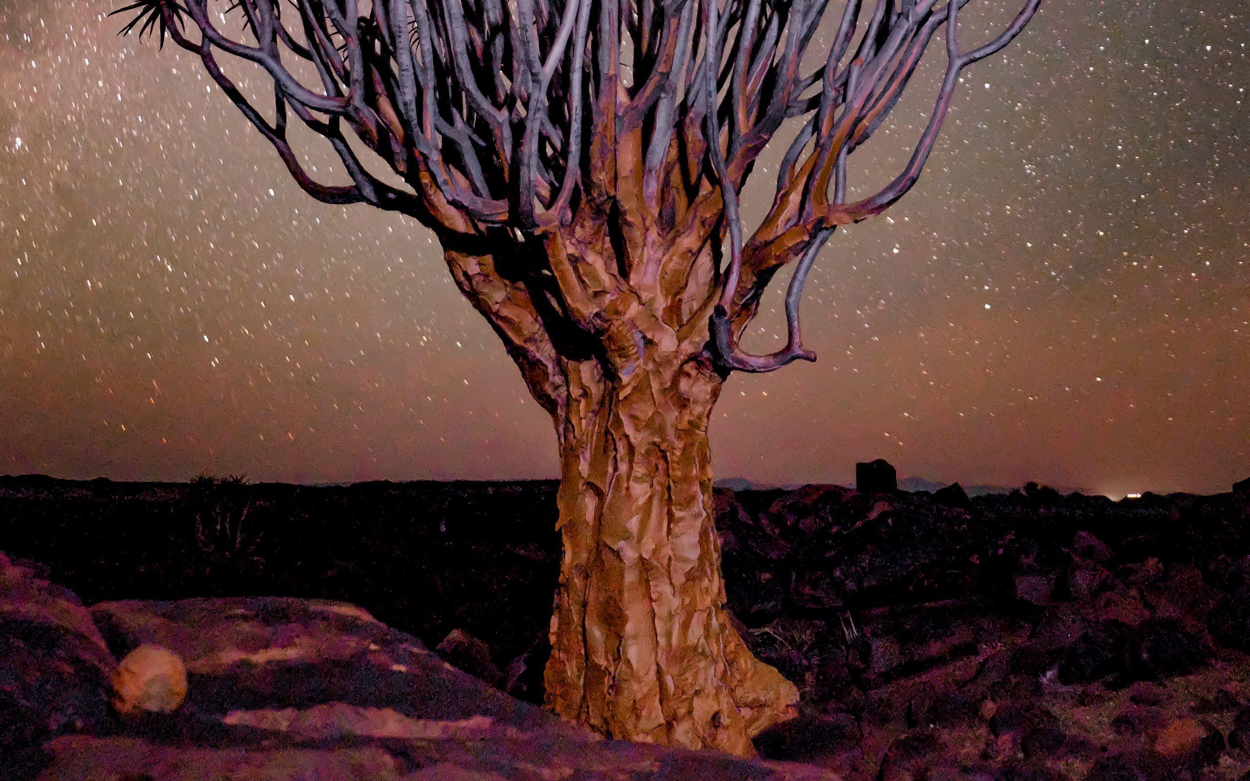 2560x1600 Download wallpaper 2560x1600 tree, night, starry sky, desert