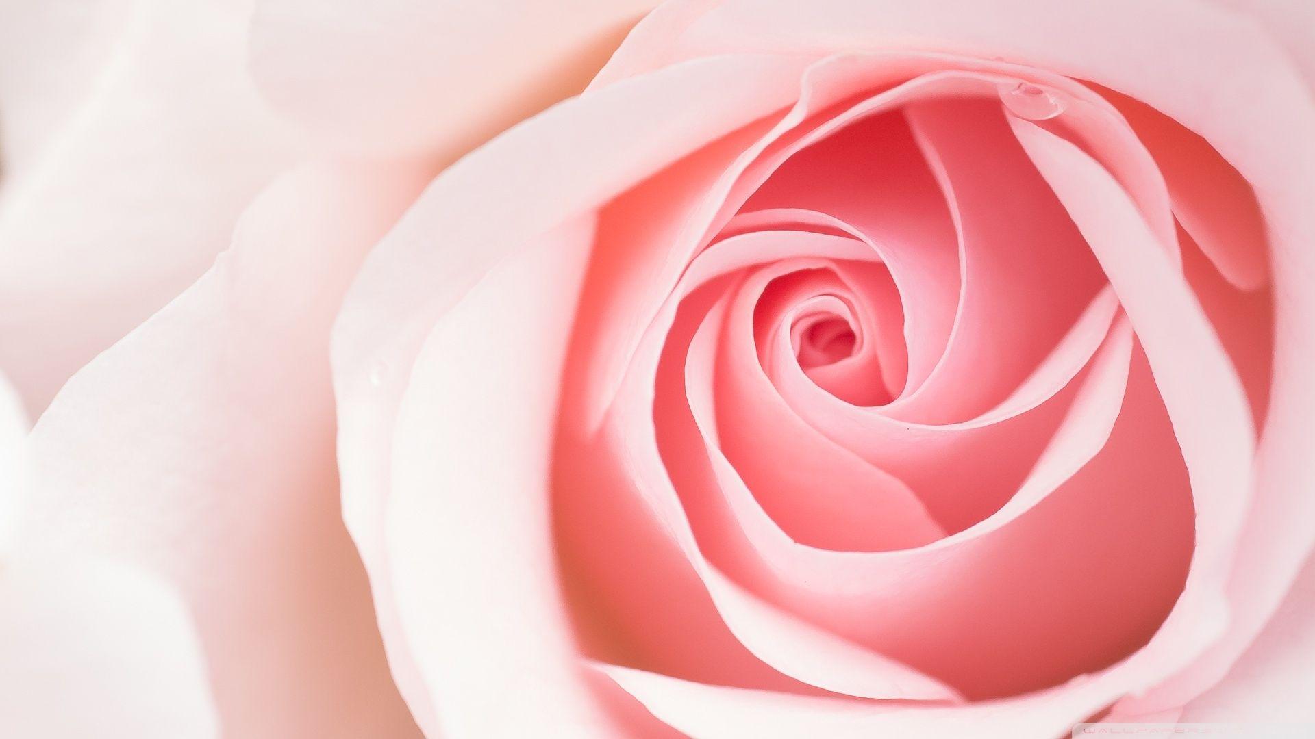 1920x1080 Beautiful Light Pink Rose Flower Macro Ultra HD Desktop Background