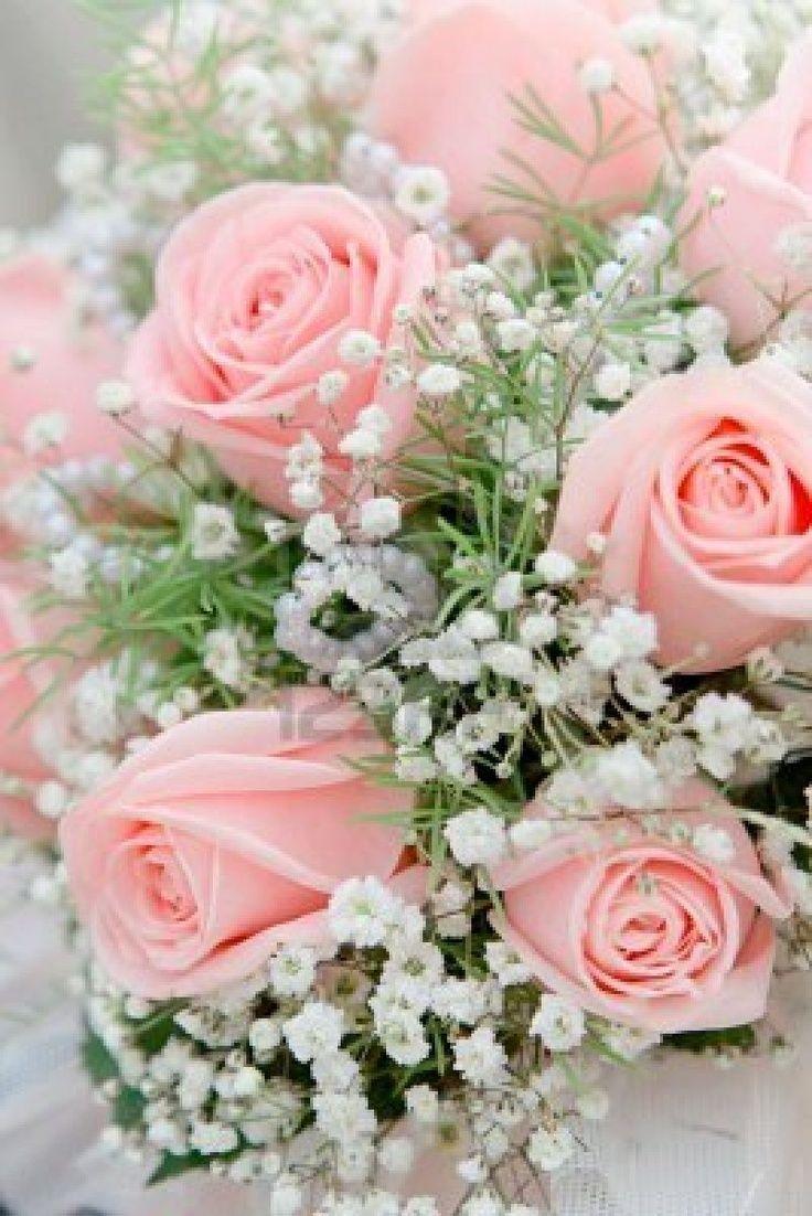 736x1102 Light Pink Rose Wallpaper