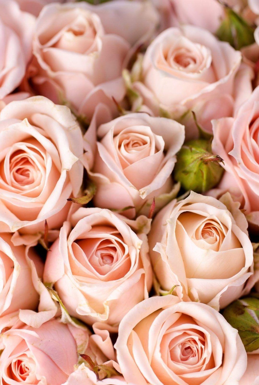 1080x1600 Wallpaper Pink Roses