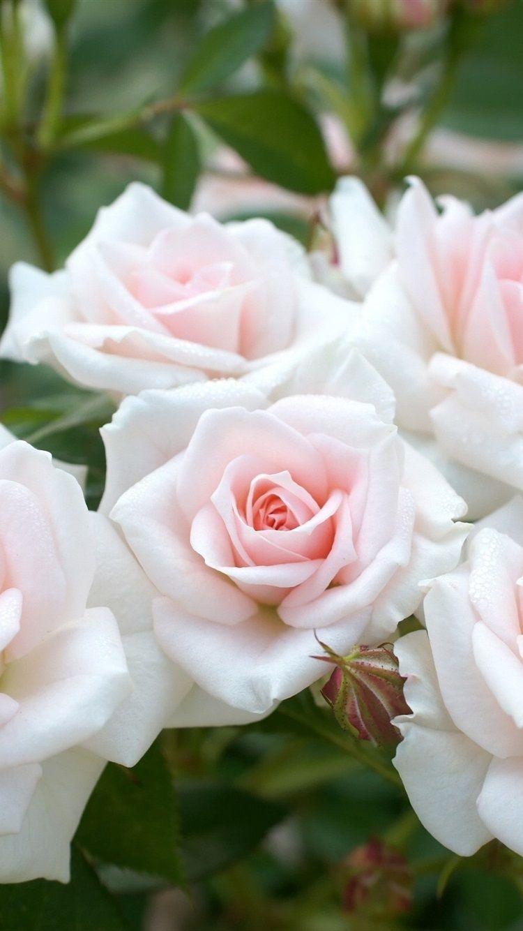 750x1334 Light Pink Roses, Garden Flowers 750x1334 IPhone 8 7 6 6S