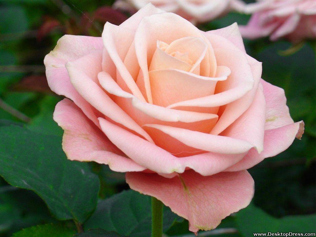 1024x768 Desktop Wallpaper Flowers Background Rose Light Pink