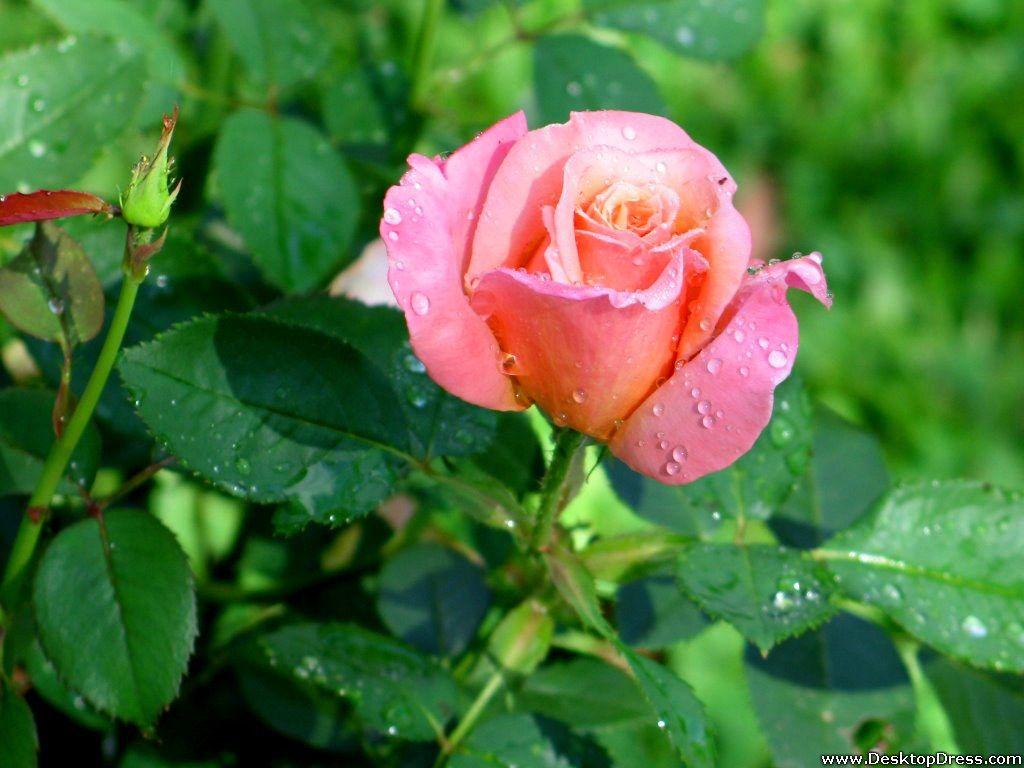 1024x768 Desktop Wallpaper Flowers Background Light Pink Rose