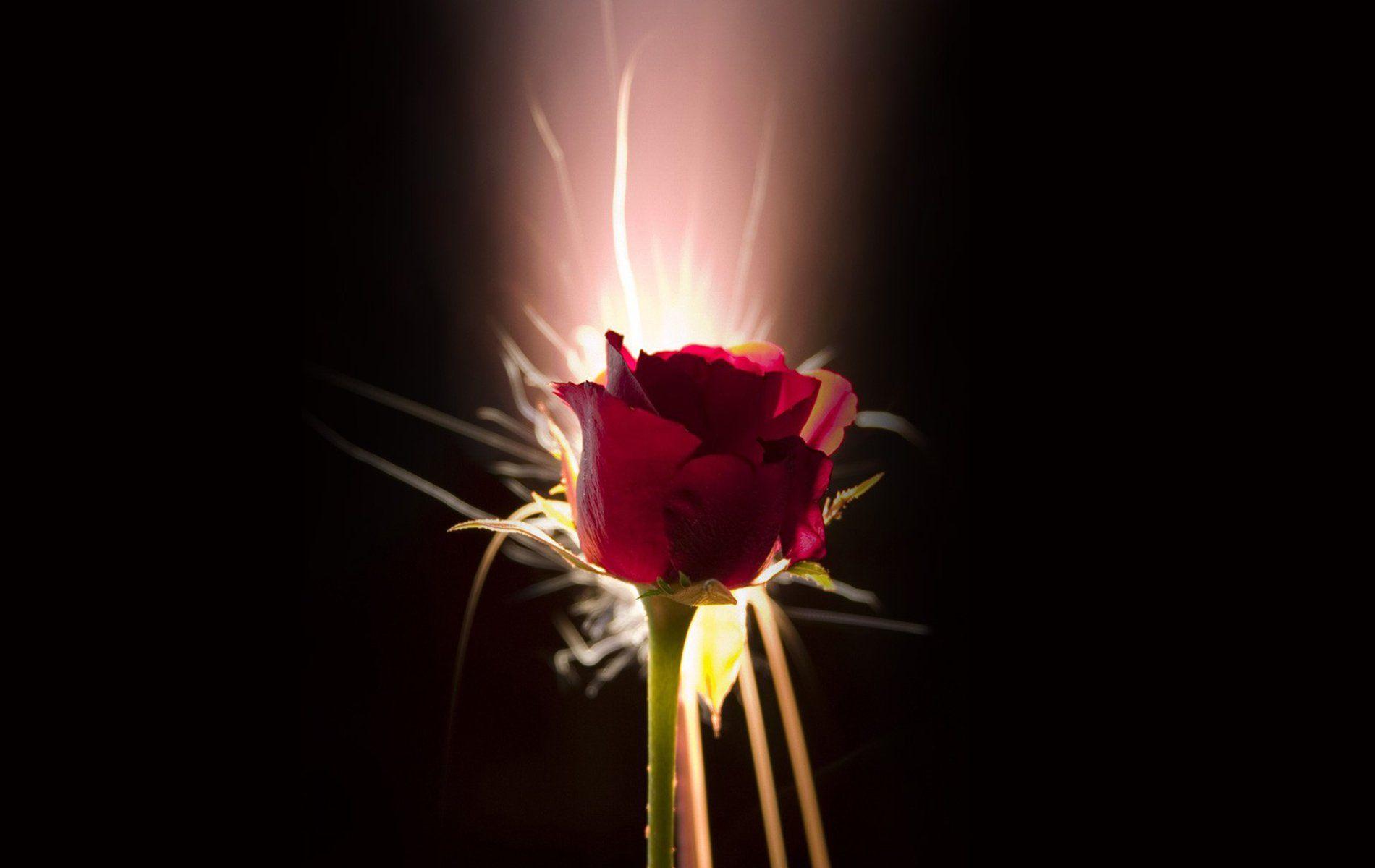 1900x1200 Roses, wallpaper, beautiful, flowers, light