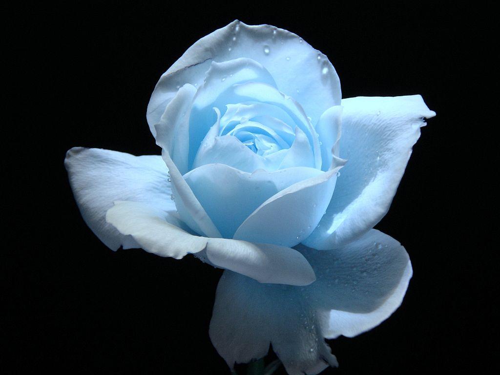 1024x768 Flower Photo: Light blue rose