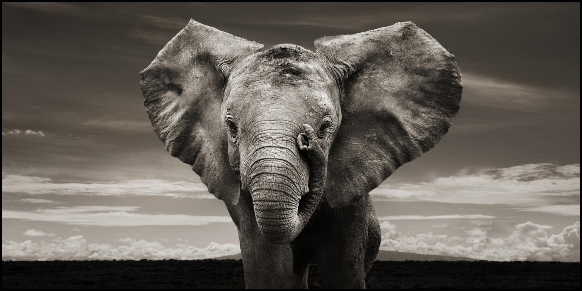 elephant wallpaper desktop black and white