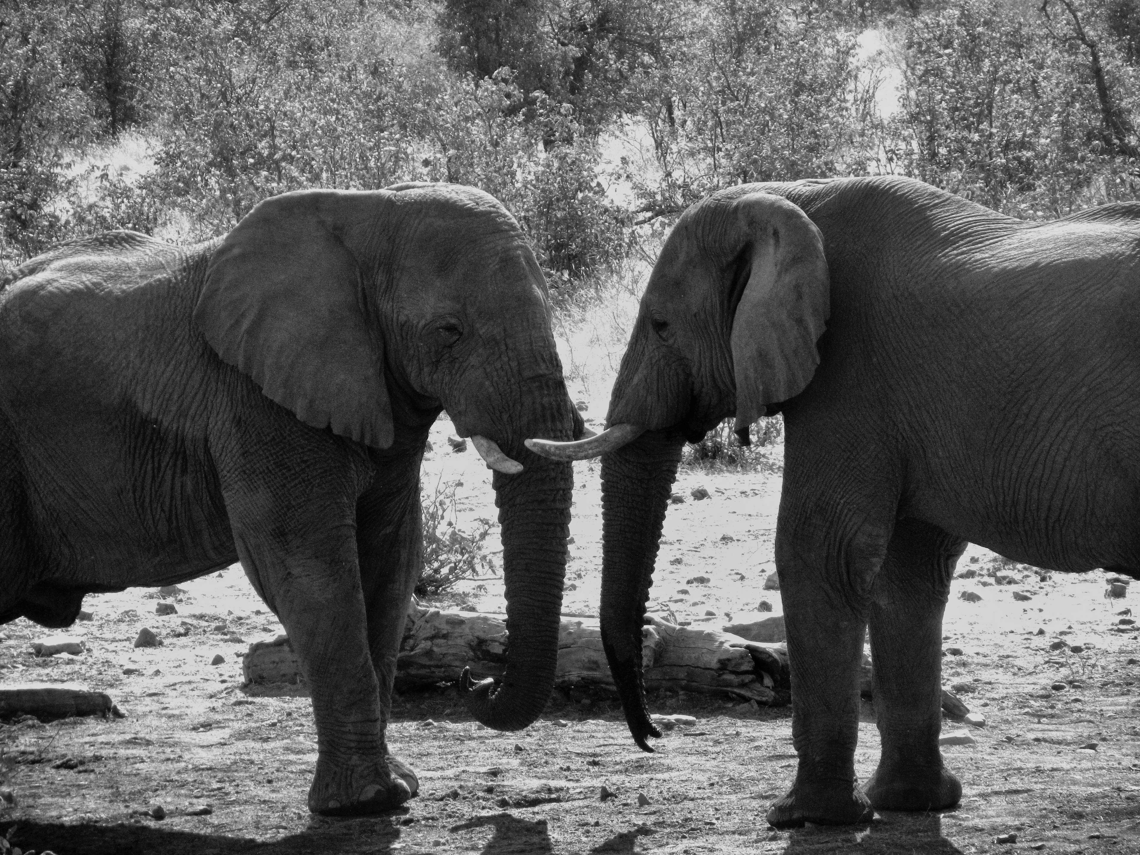 3840x2880 animals, black and white, elephant, mammal, trunk, tusks