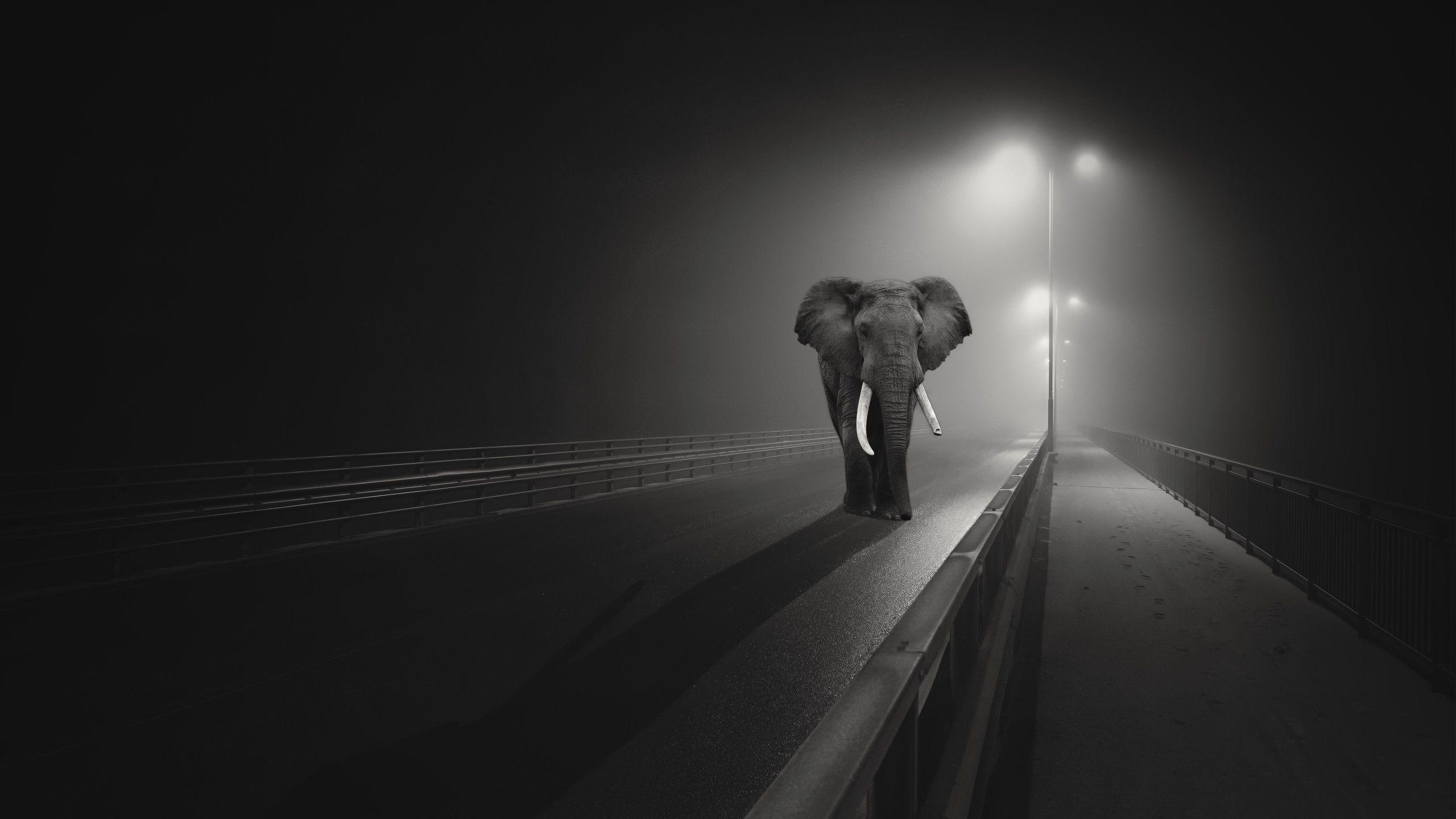 2560x1440 Wallpaper Elephant walk on the bridge, night, lights, black
