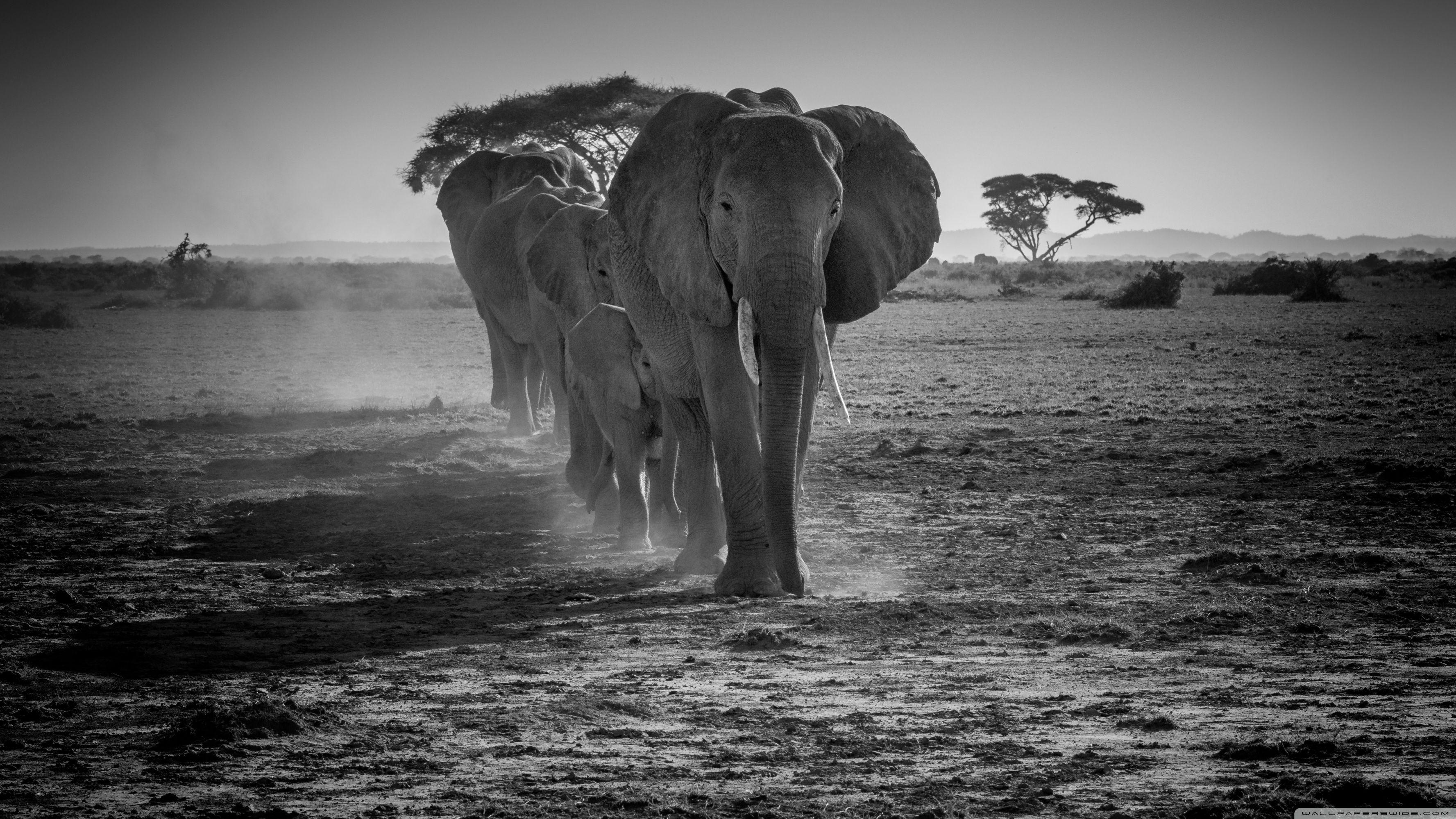 Black and White Elephant Wallpapers - Top Free Black and White Elephant