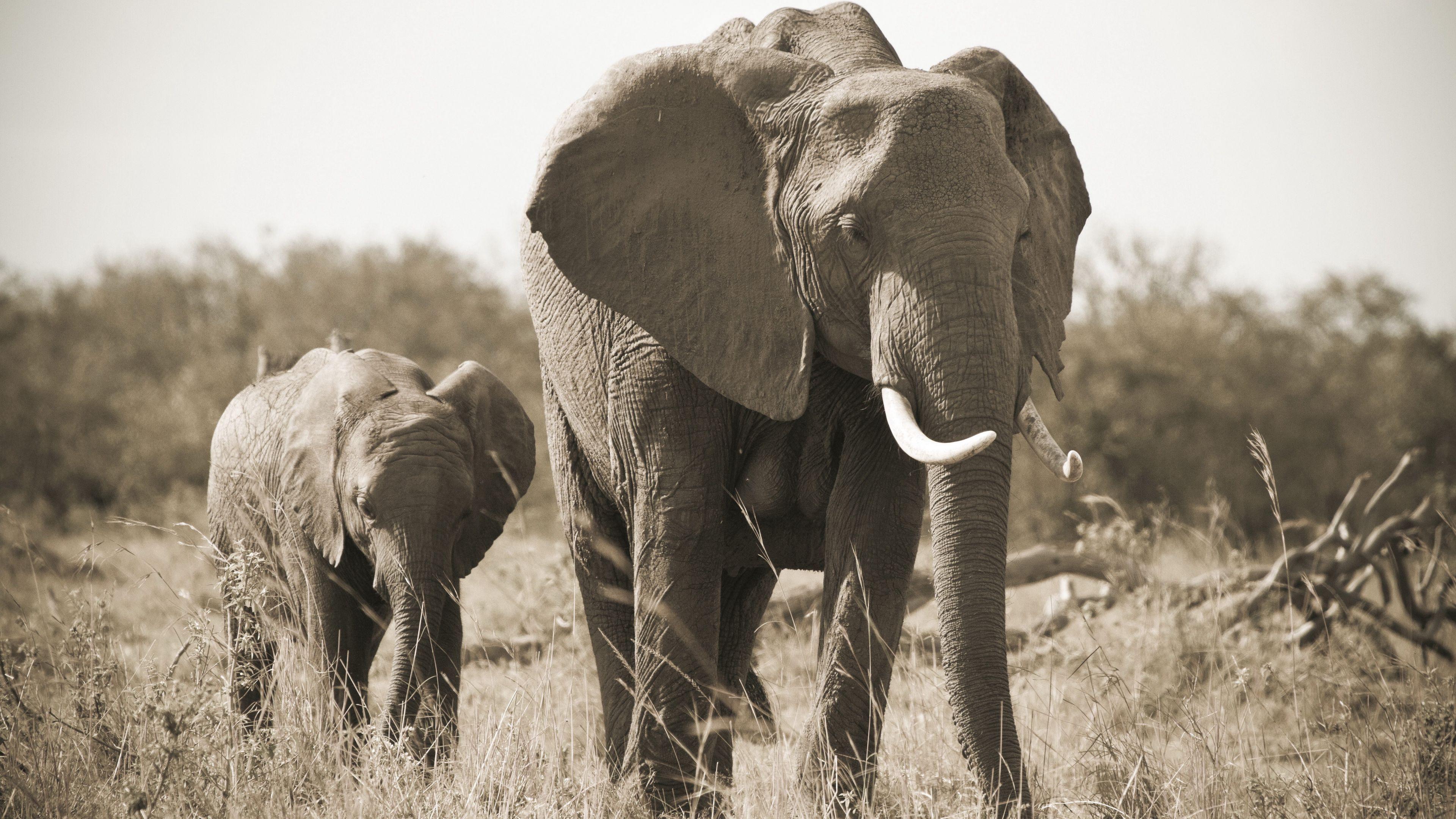 3840x2160 Download wallpaper 3840x2160 elephant, nature, black and white