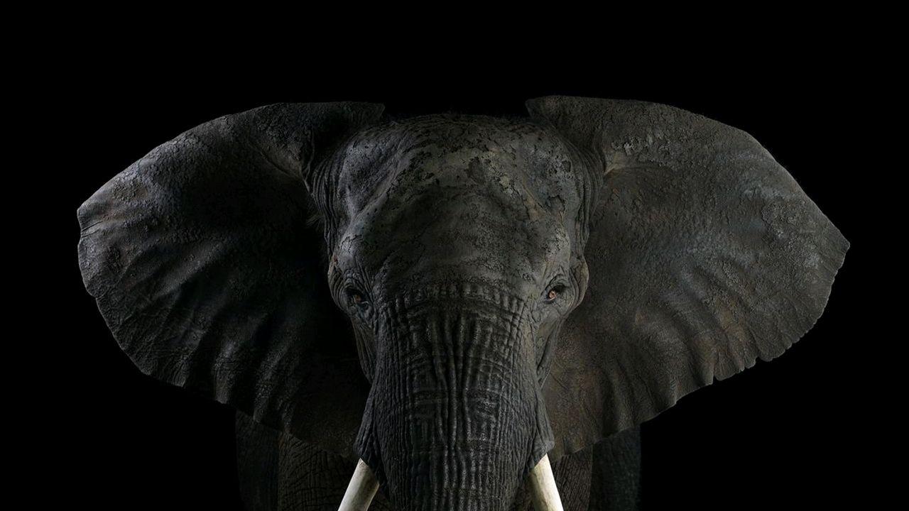 1280x720 Elephant Background Awesome Elephant HD Wallpaper Ideas