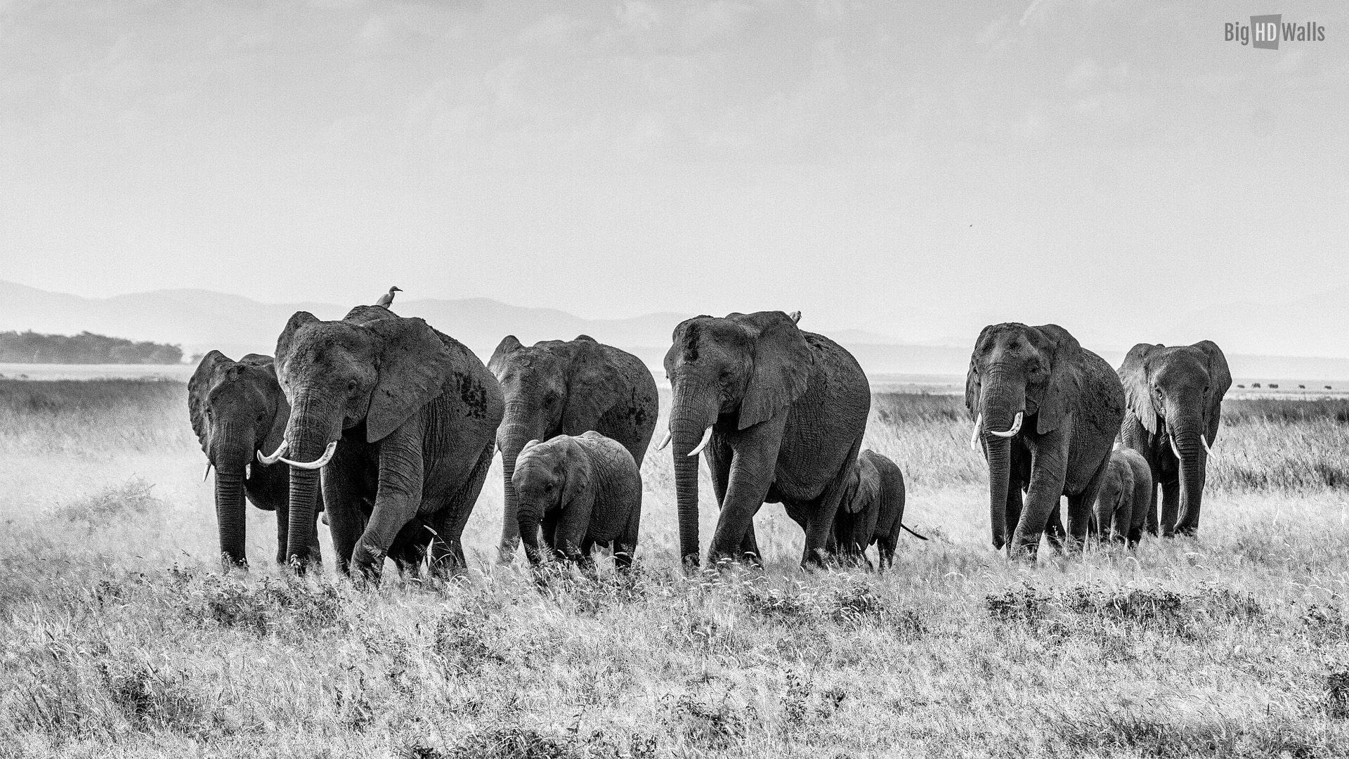 1920x1080 High Resolution White Elephant Wallpaper, Lettie Fransson