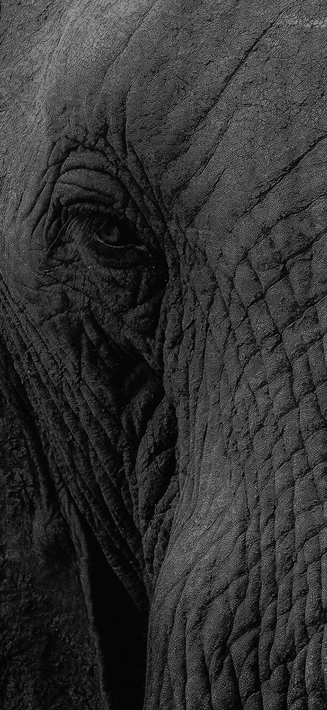 Black and White Elephant Wallpapers - Top Free Black and White Elephant
