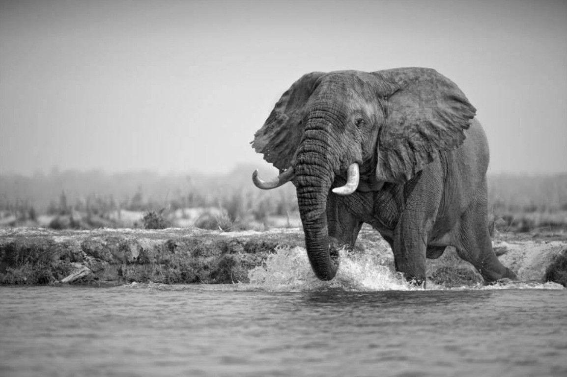 1154x768 Free Modern Stunning Elephant Wallpaper BsnSCB