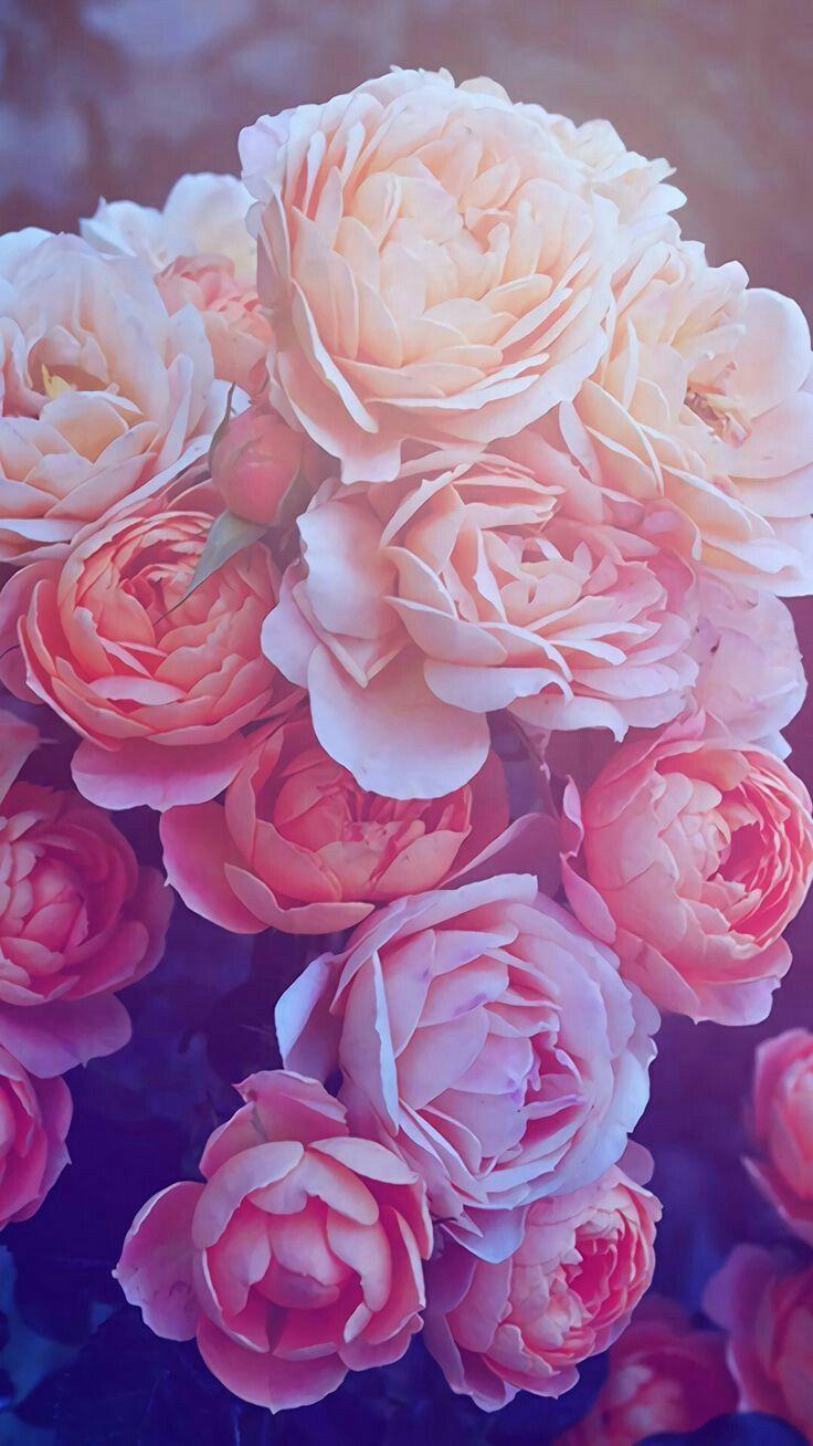 736x1308 midnight. Rose gold wallpaper