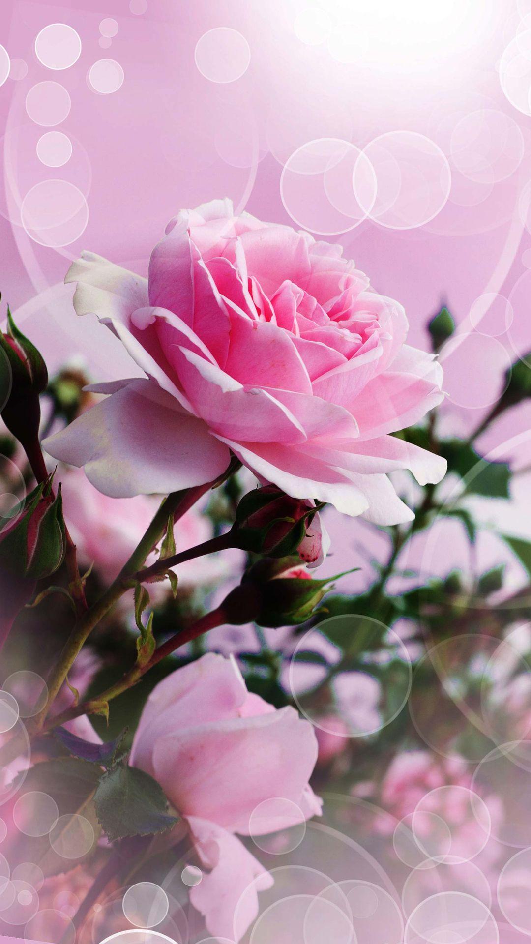 Pink Rose iPhone Wallpapers - Top Free Pink Rose iPhone Backgrounds ...