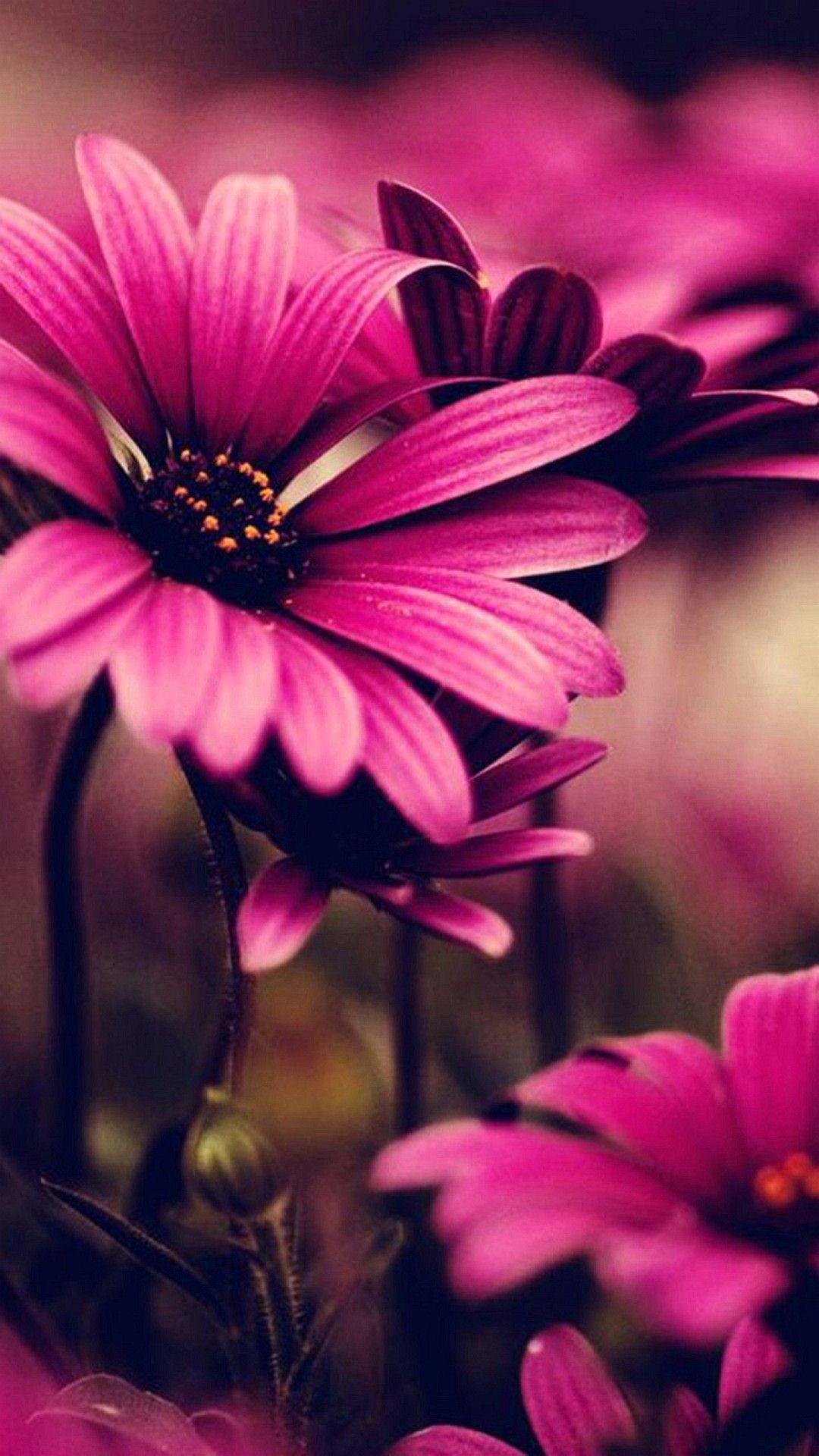 1080x1920 Cool Pink iPhone Wallpaper HD