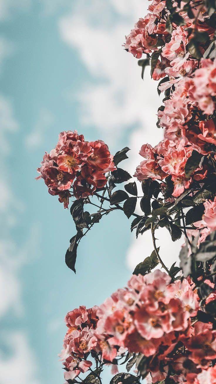 736x1308 Aesthetic Pink Rose Wallpaper iPhone