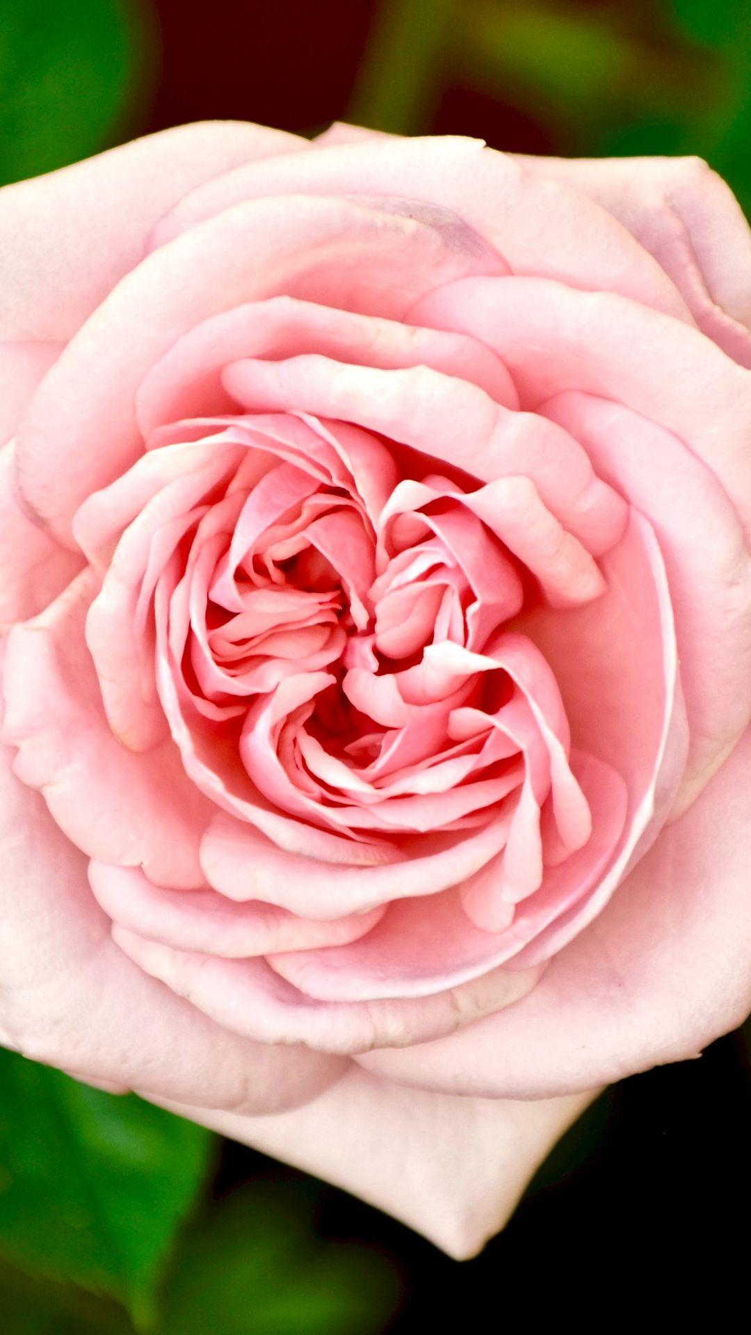 1080x1920 Charming Pink Rose iPhone
